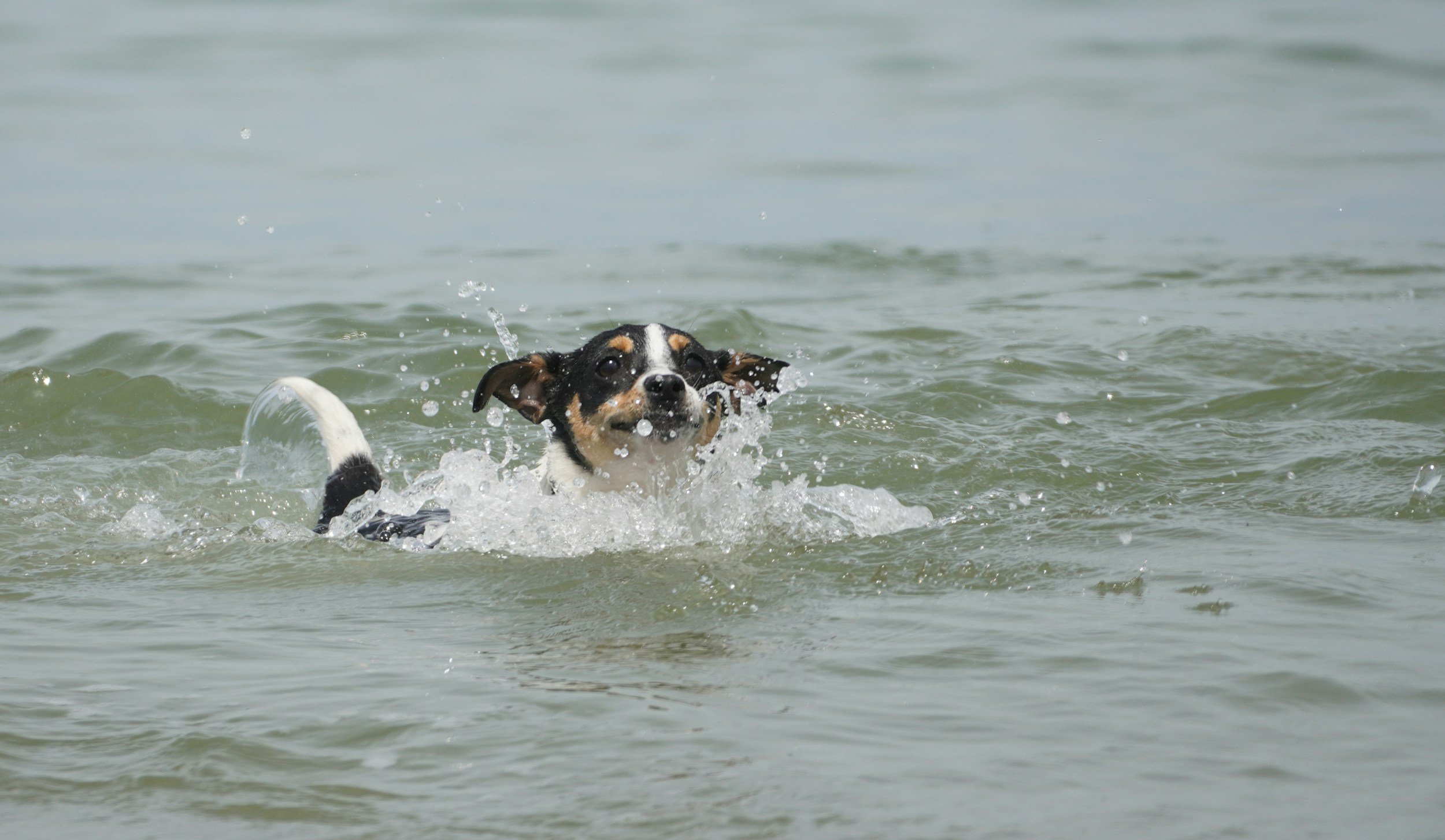 Hund im Wasser schwimmend