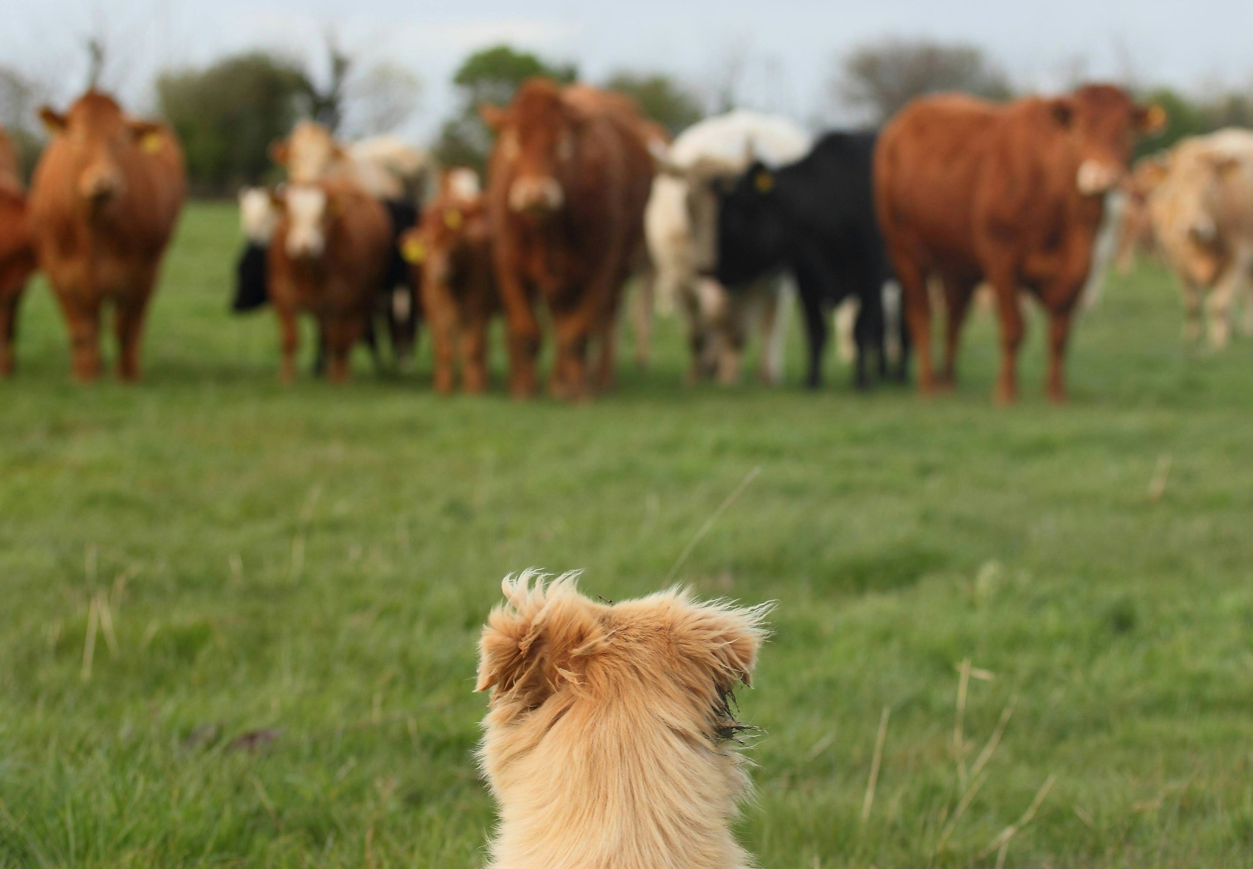 Ein hellbrauner Hund blickt auf eine Rinderherde auf einer grünen Weide.