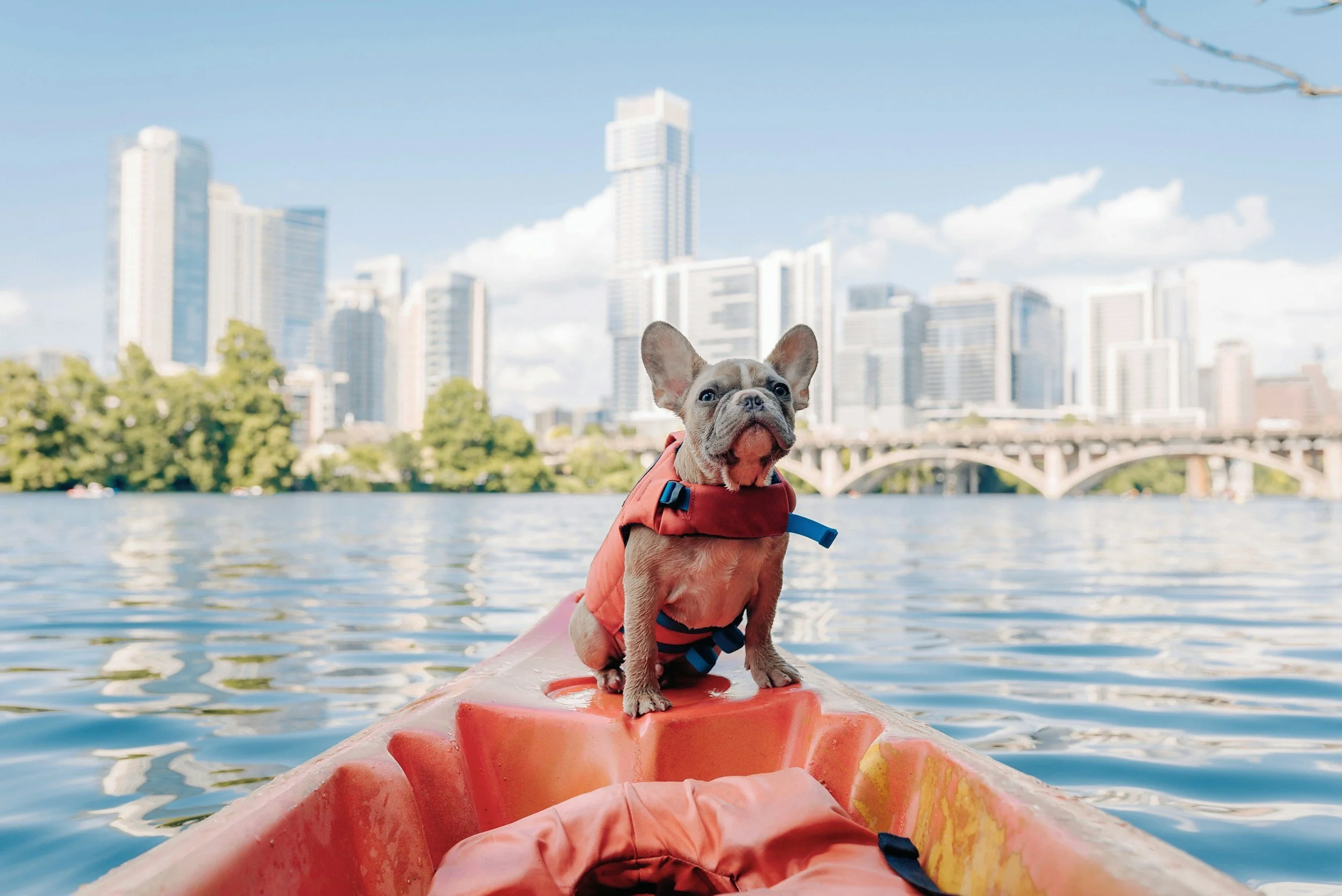Hund mit Schwimmweste