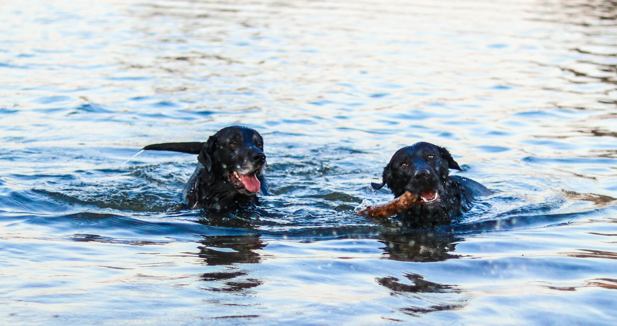 Hunde schwimmen im Wasser
