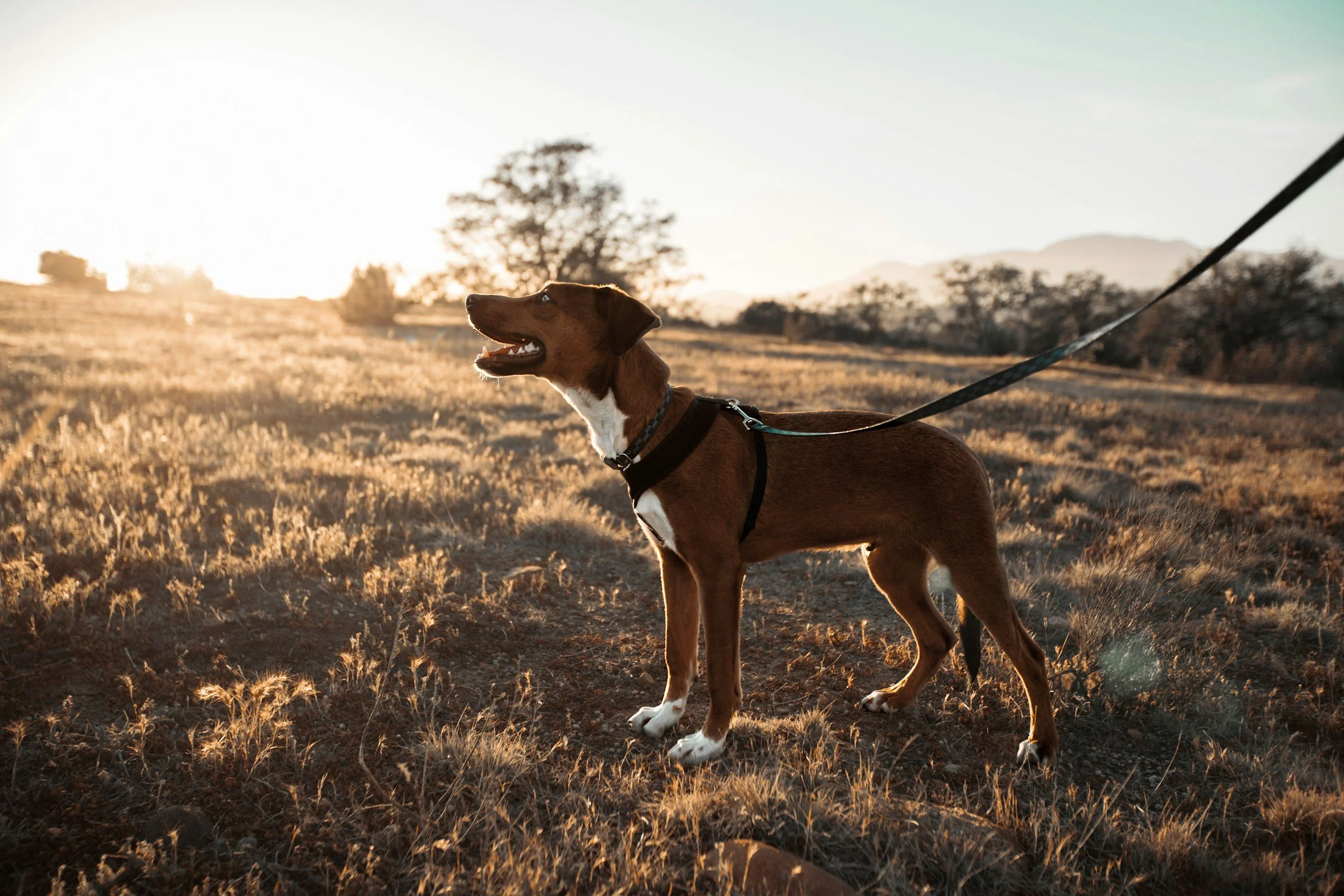 Hund an der Leine