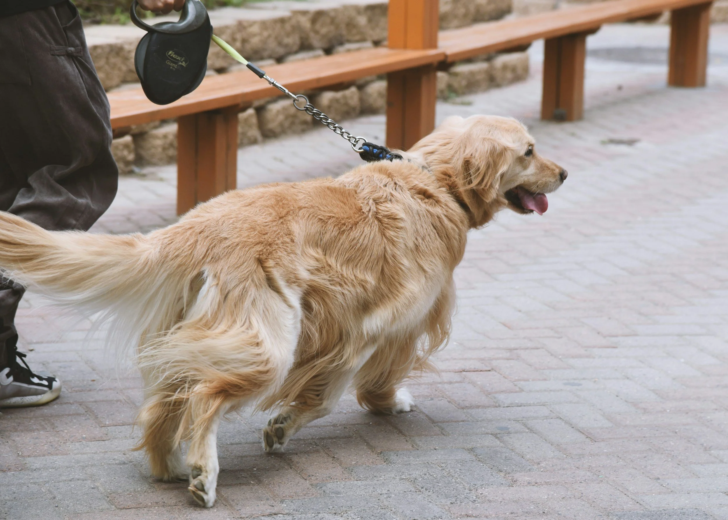 Hunde mit Flexileine