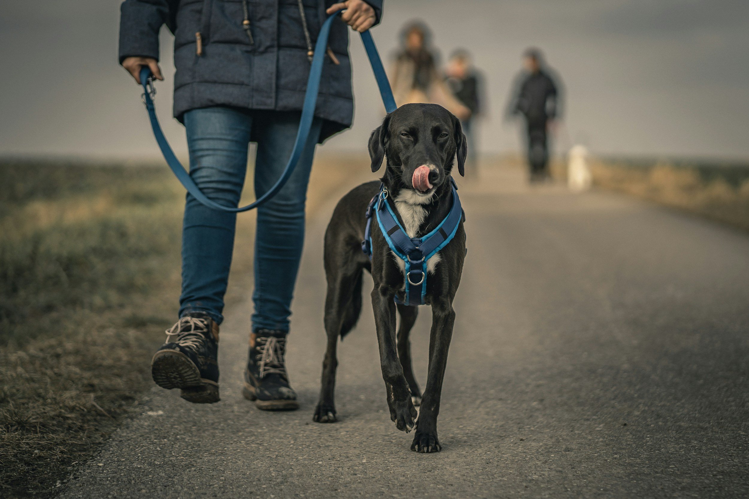 Hund mit Leine und Geschirr