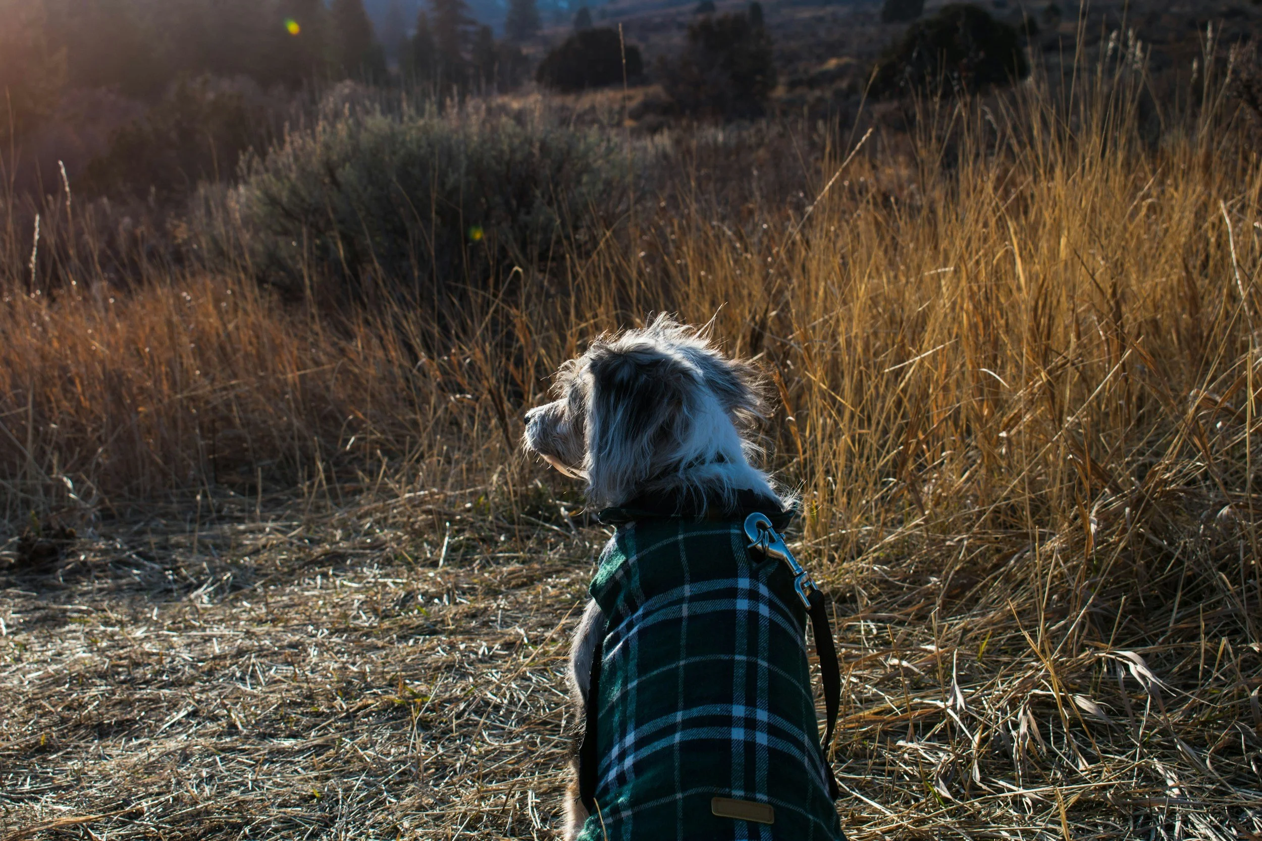 Ein Hund im karierten Mantel sitzt in trockenem Gras und blickt zur Seite.