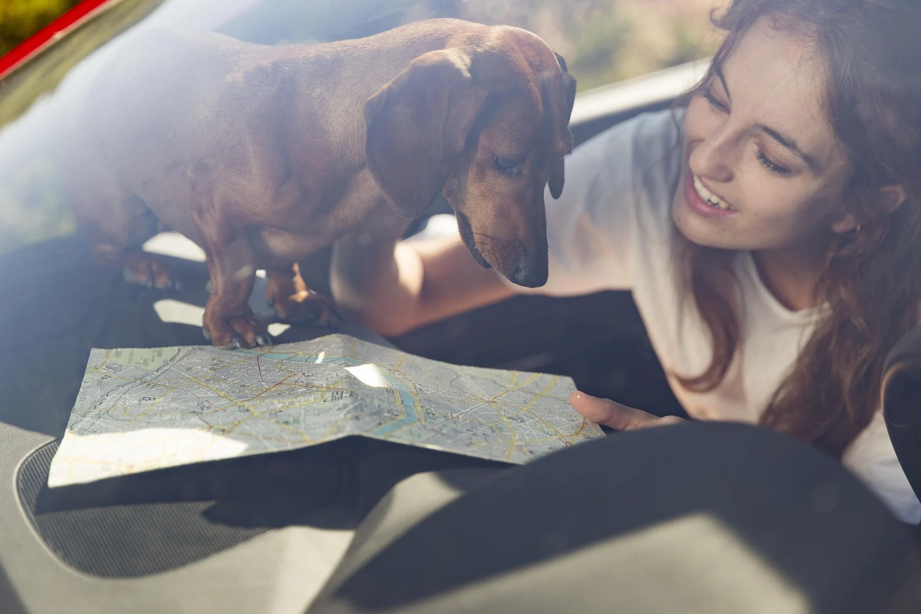 Lange Autofahrt mit Hund: Gut vorbereitet in den Urlaub