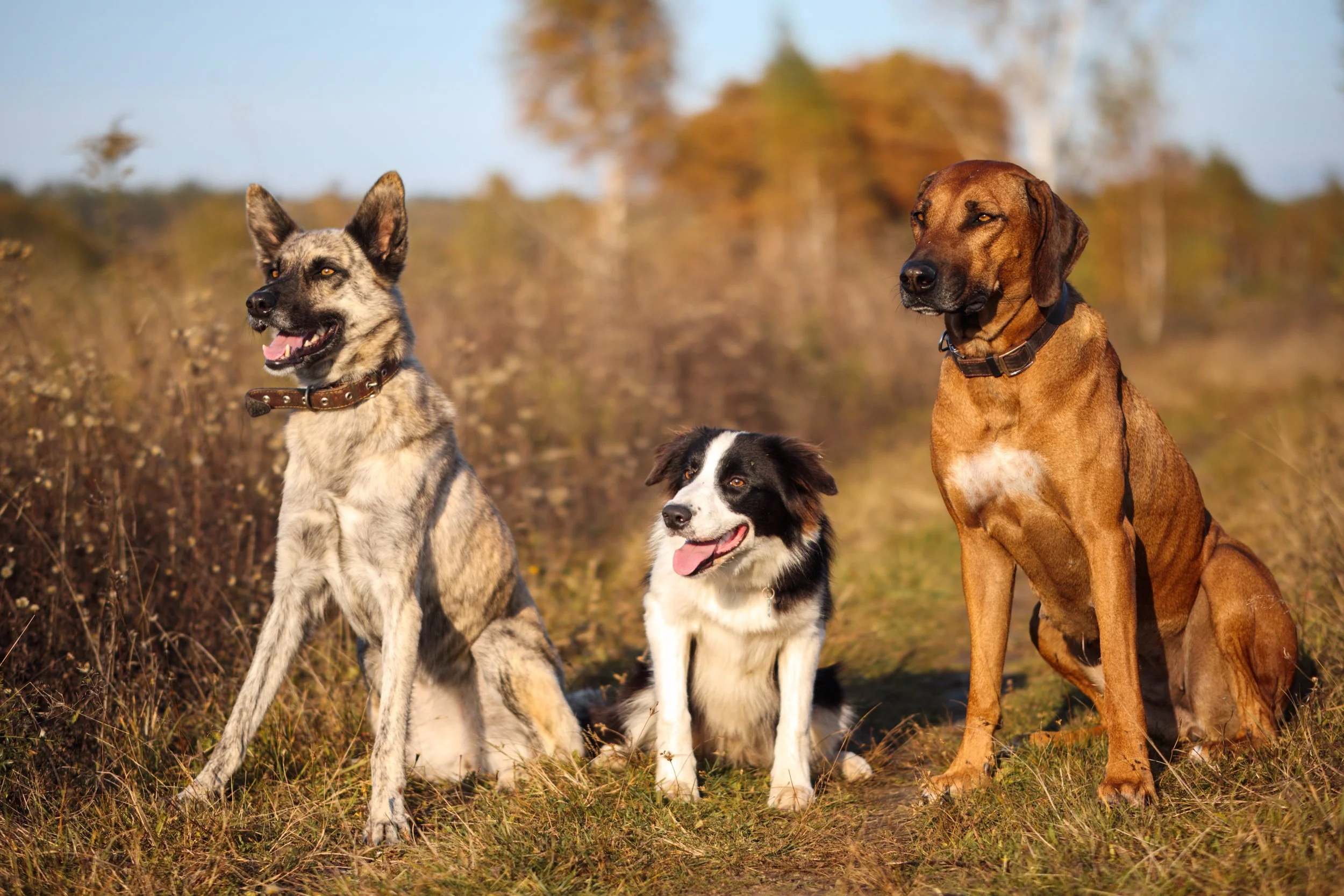Drei Hunde sitzen auf einer herbstlichen Wiese.