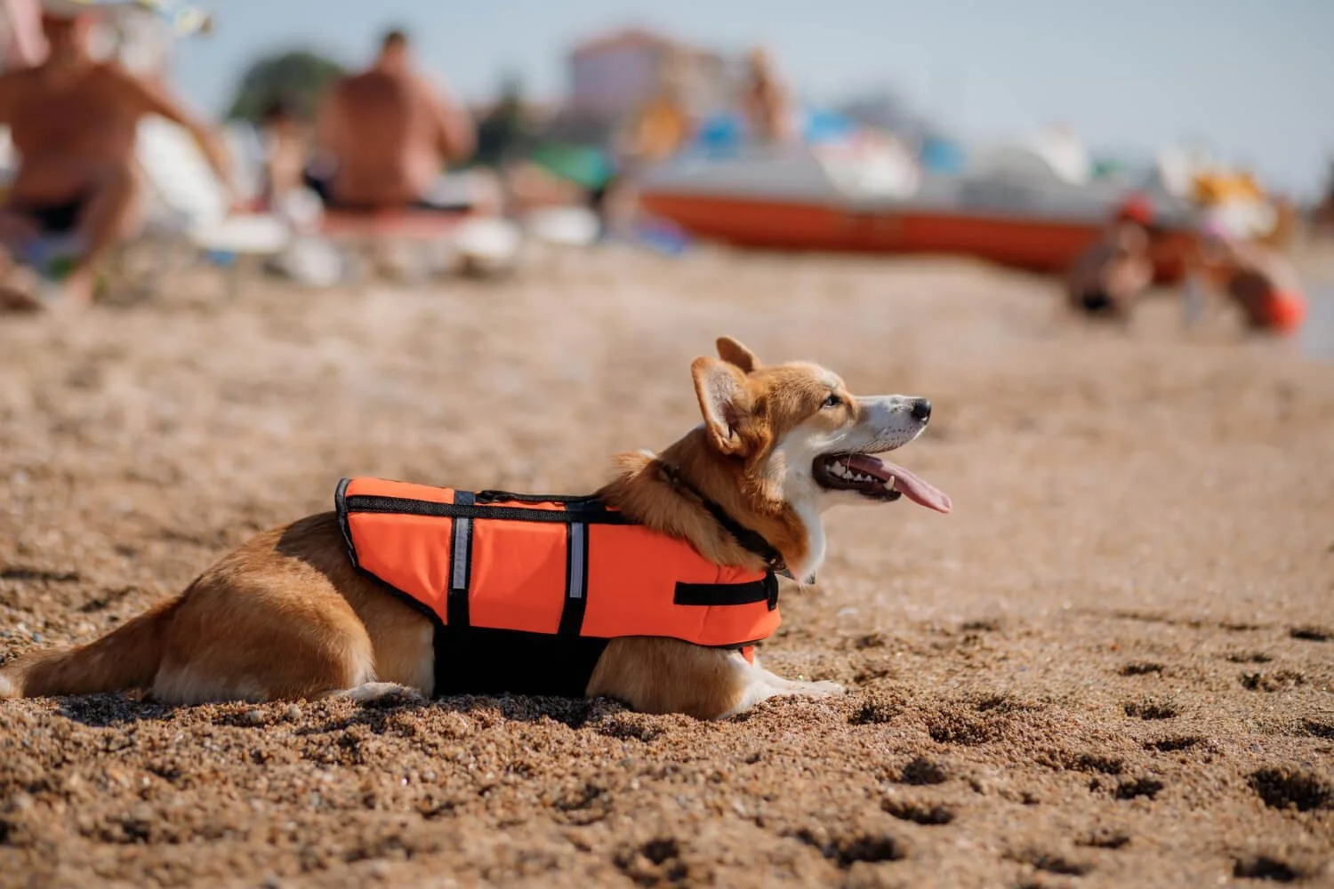 Braucht mein Hund eine Schwimmweste? Wann sie sinnvoll ist – und wann nicht