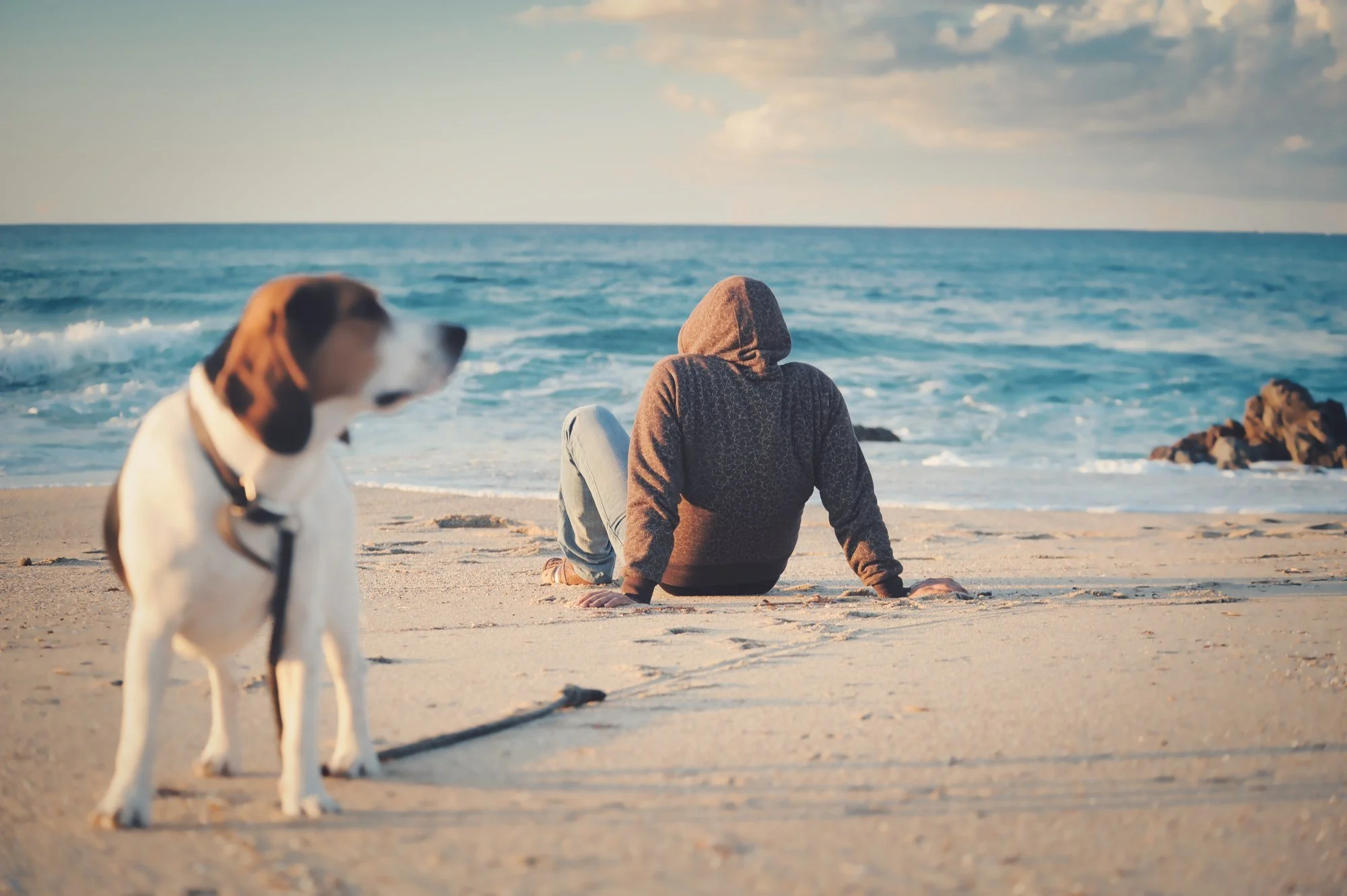 Beagle und Mann mit Kapuze am Sandstrand vor dem Meer.
