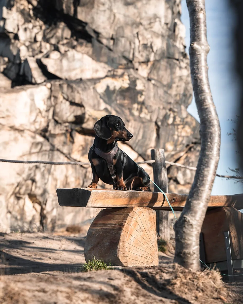 teufelsmauer-im-harz-mit-hund.jpg