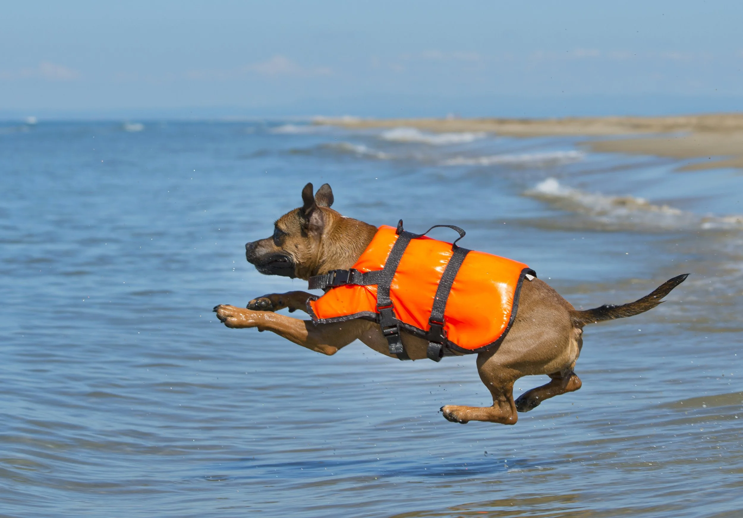 Hund springt ins Wasser