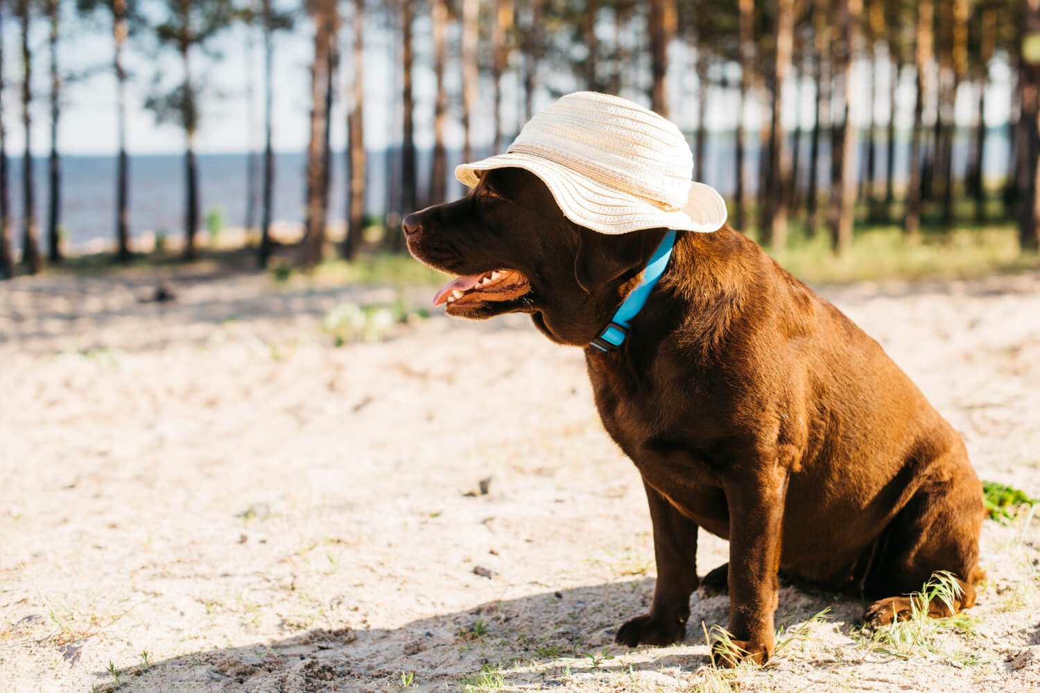 Urlaub mit Hund bei Hitze: So bleibt der Sommerurlaub für euch sicher und entspannt