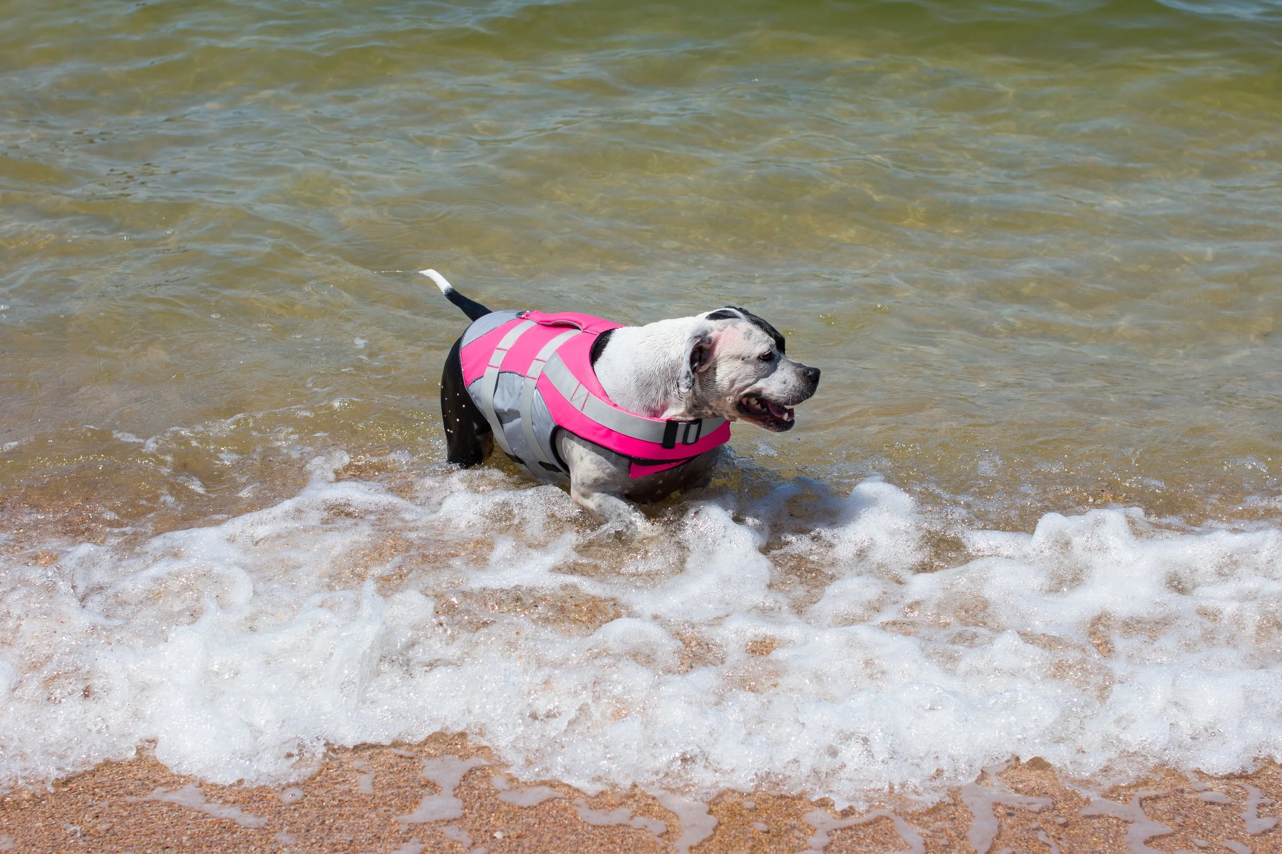 Hund im Meer mit Schwimmweste