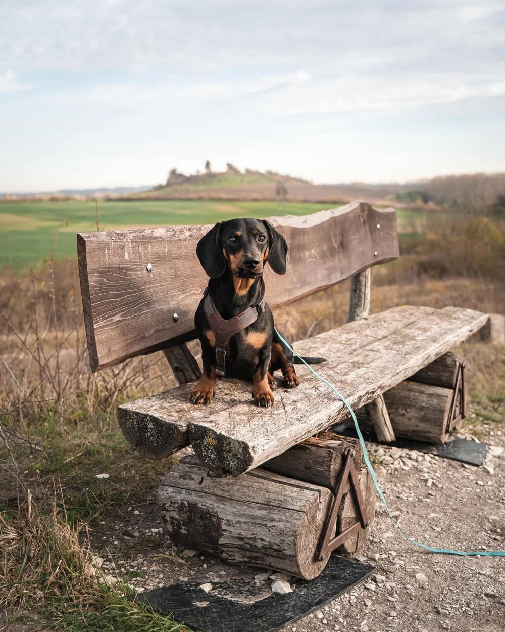 teufelsmauer-mit-hund-raus-und-davon.jpg