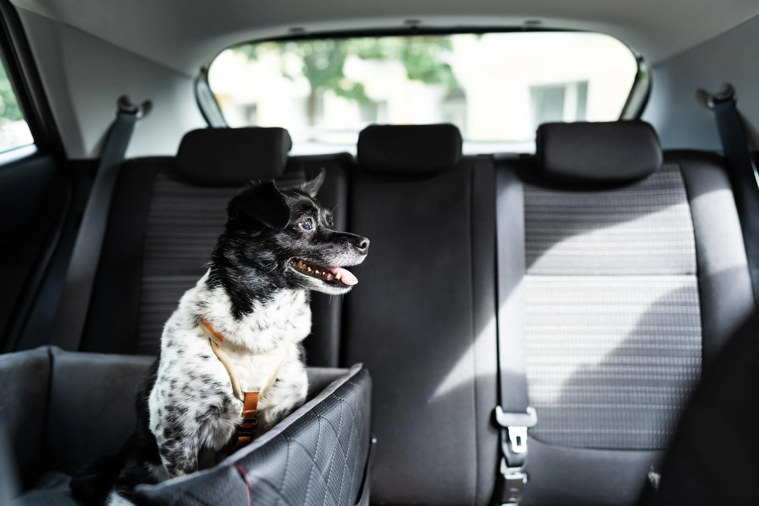 Hund in Transportbox