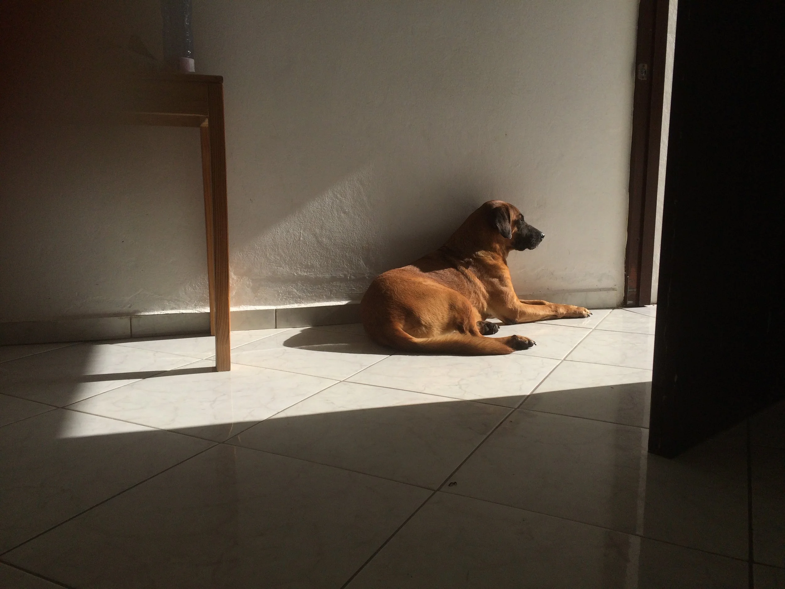 Hund auf kalten Fließen
