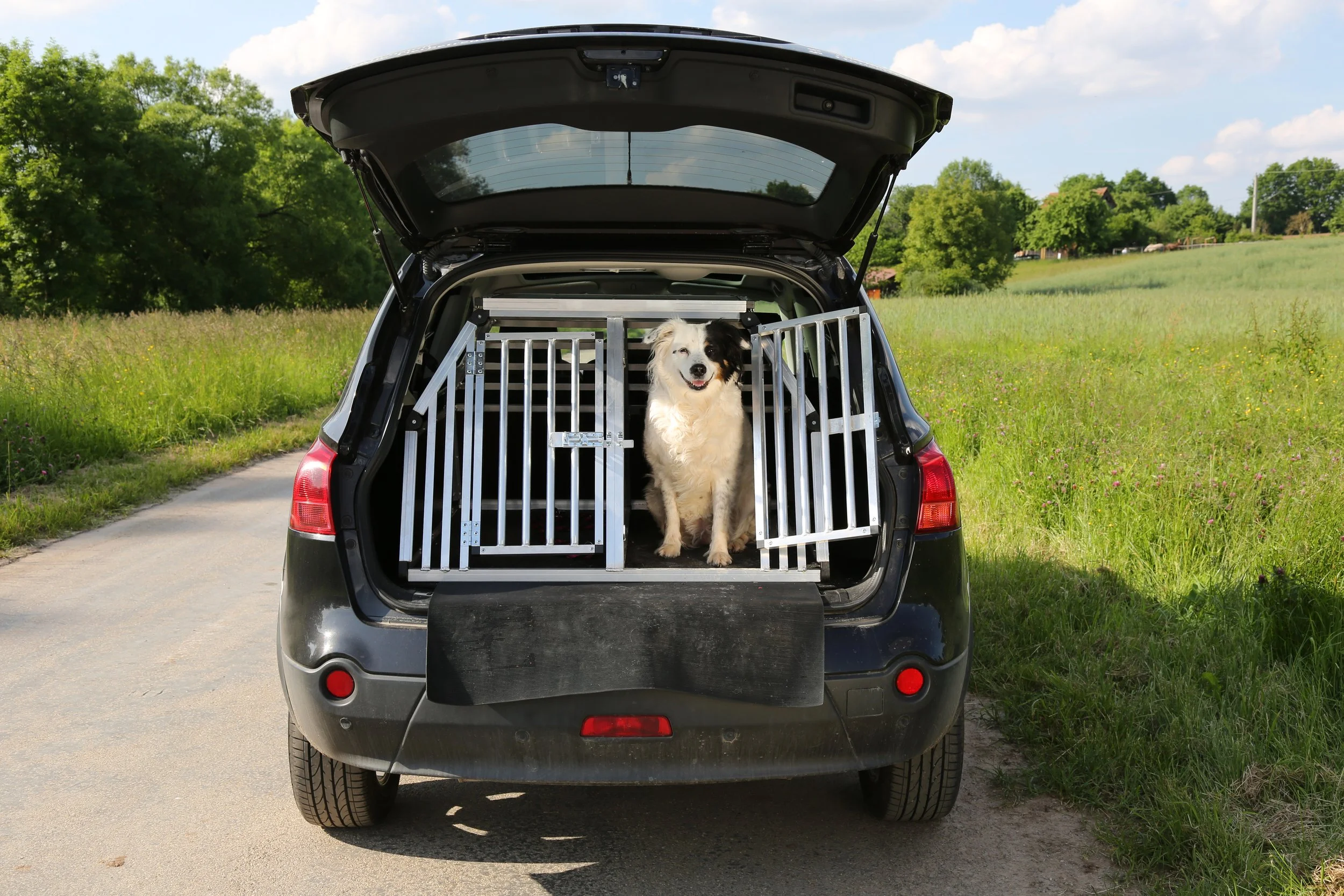 Hund in Transportbox im Auto