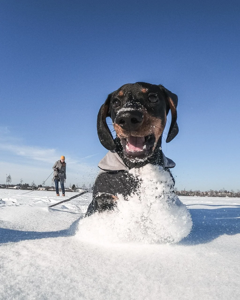 Actioncam für den Hund: So gelingen euch spektakuläre Aufnahmen unterwegs