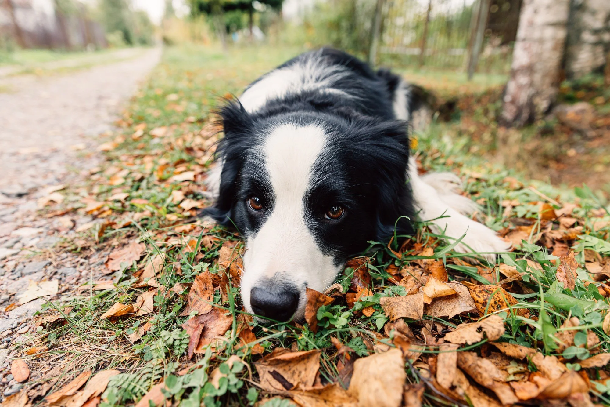 Schwarz-weißer Border Collie liegt mit der Nase dicht am Boden zwischen Herbstblättern.