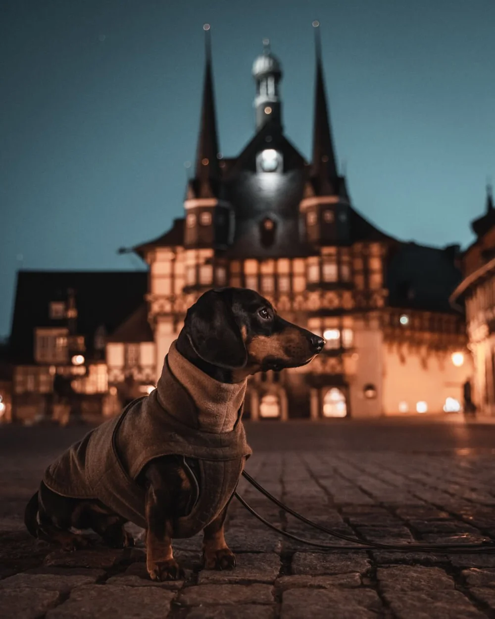 rathaus-wernigerode-mit-hund-raus-und-davon.jpg