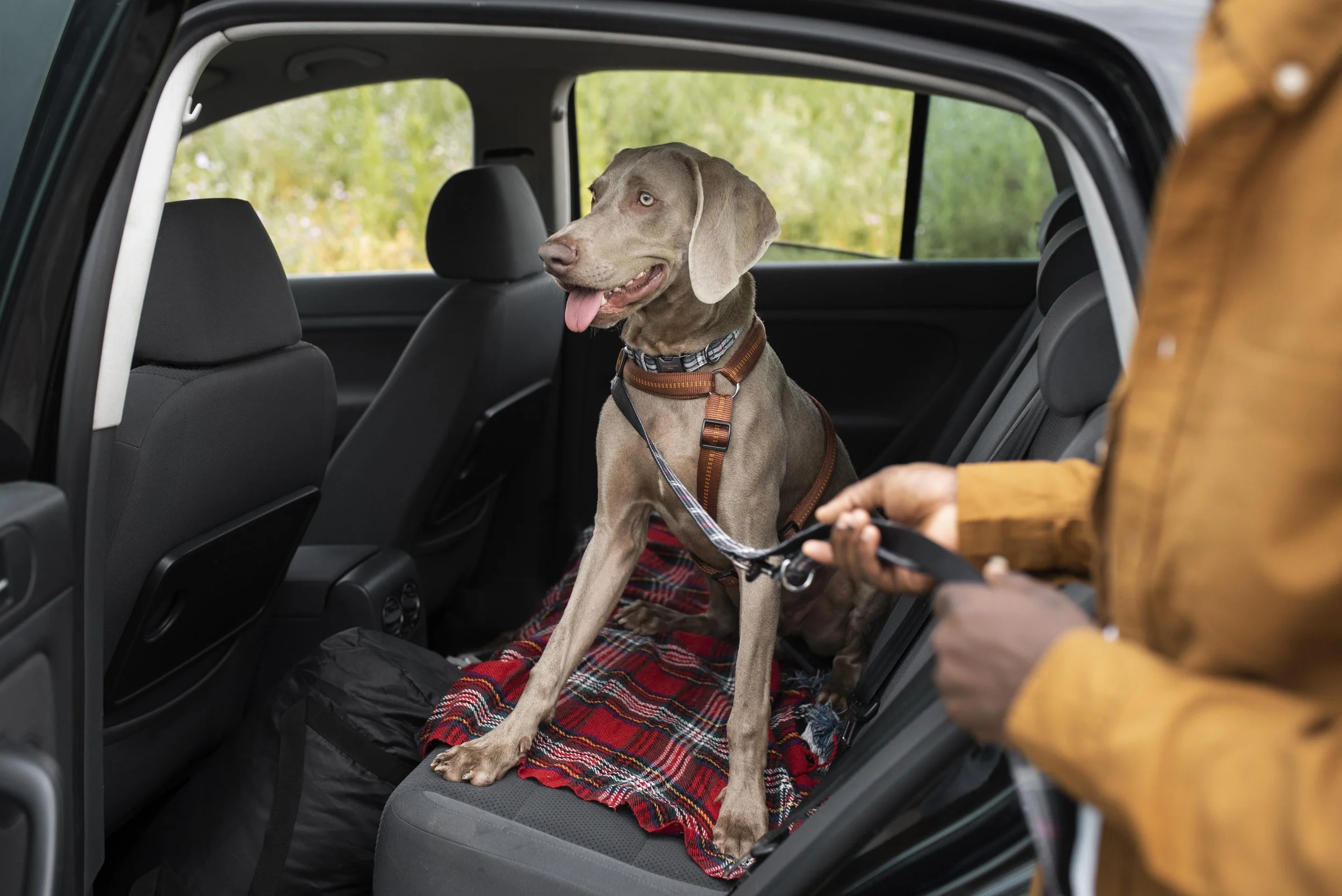 Hund im Auto auf der Rücksitzbank
