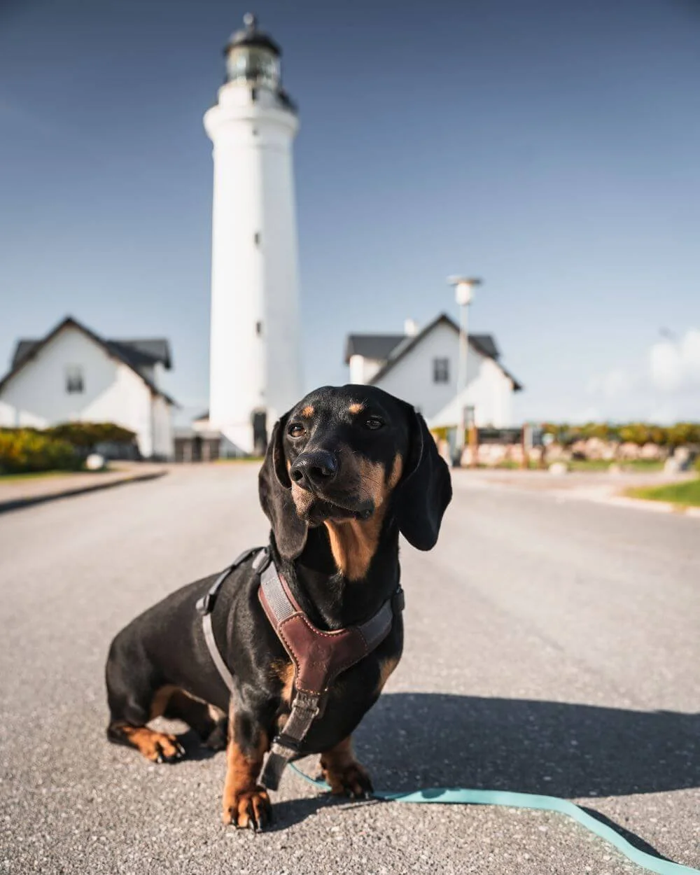 hirtshals-urlaub-mit-hund-daenemark-raus-und-davon.jpg