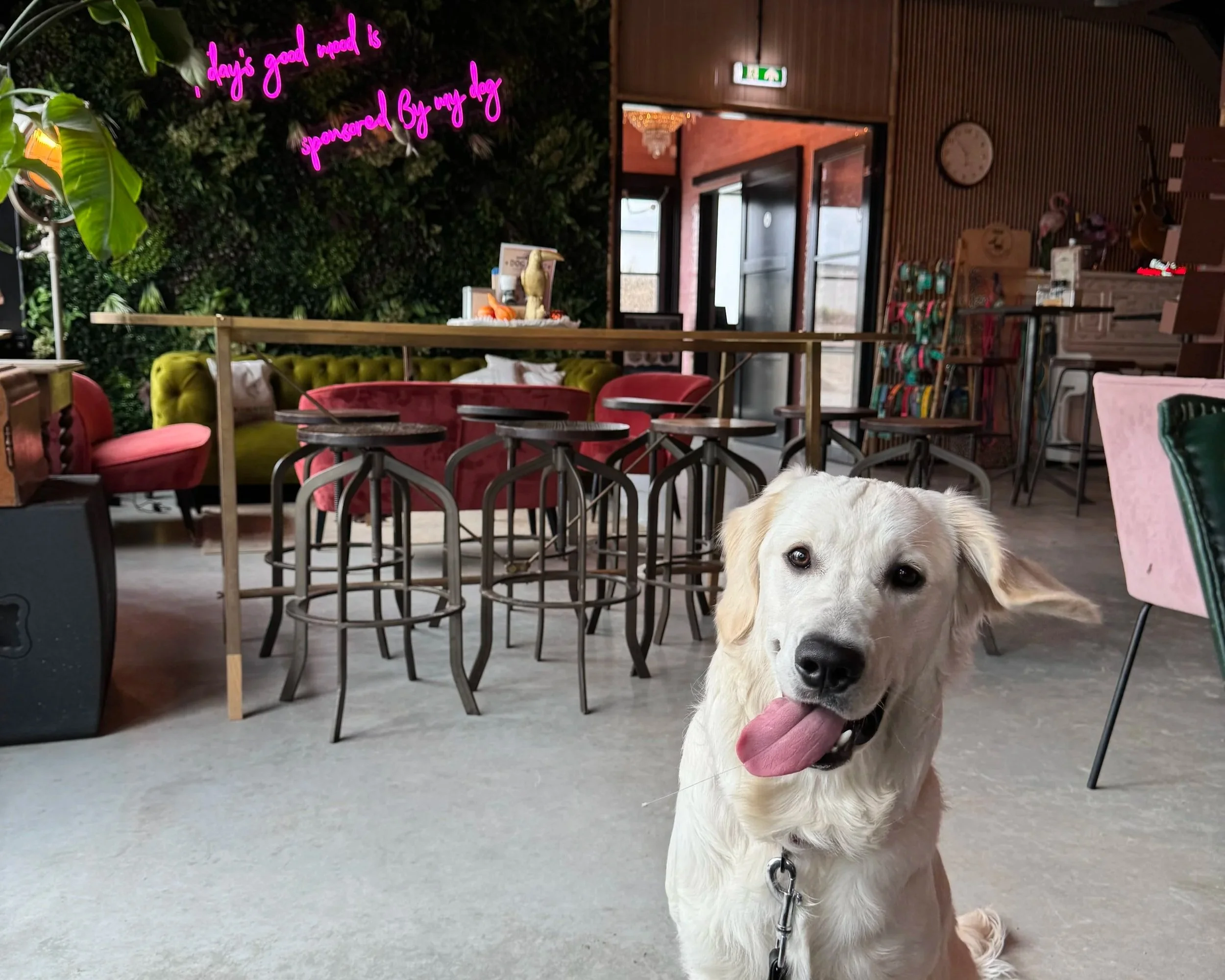 Golden Retriever Hund in einem Restaurant