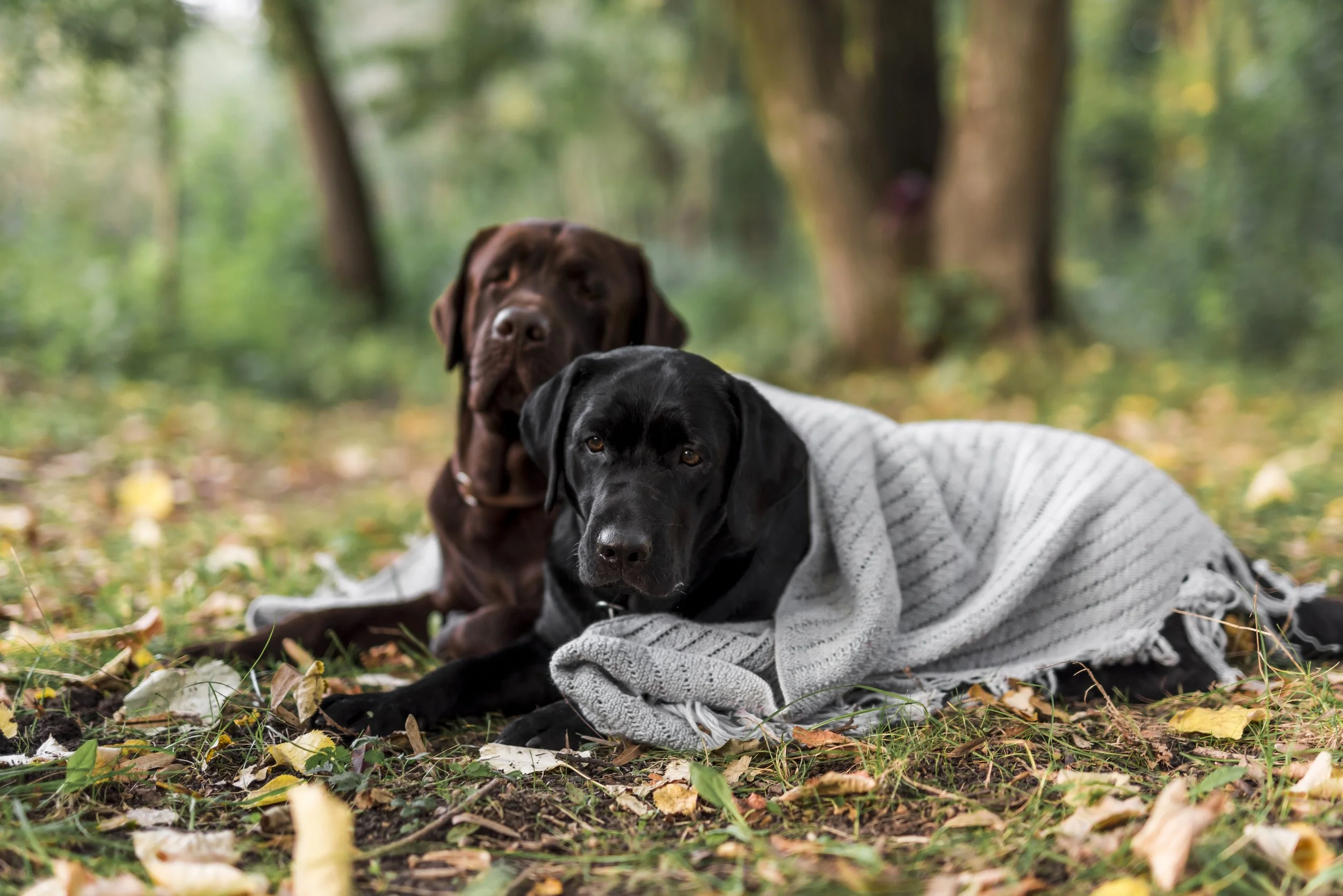 Zwei Hunde liegen auf einer Wiese im Wald.