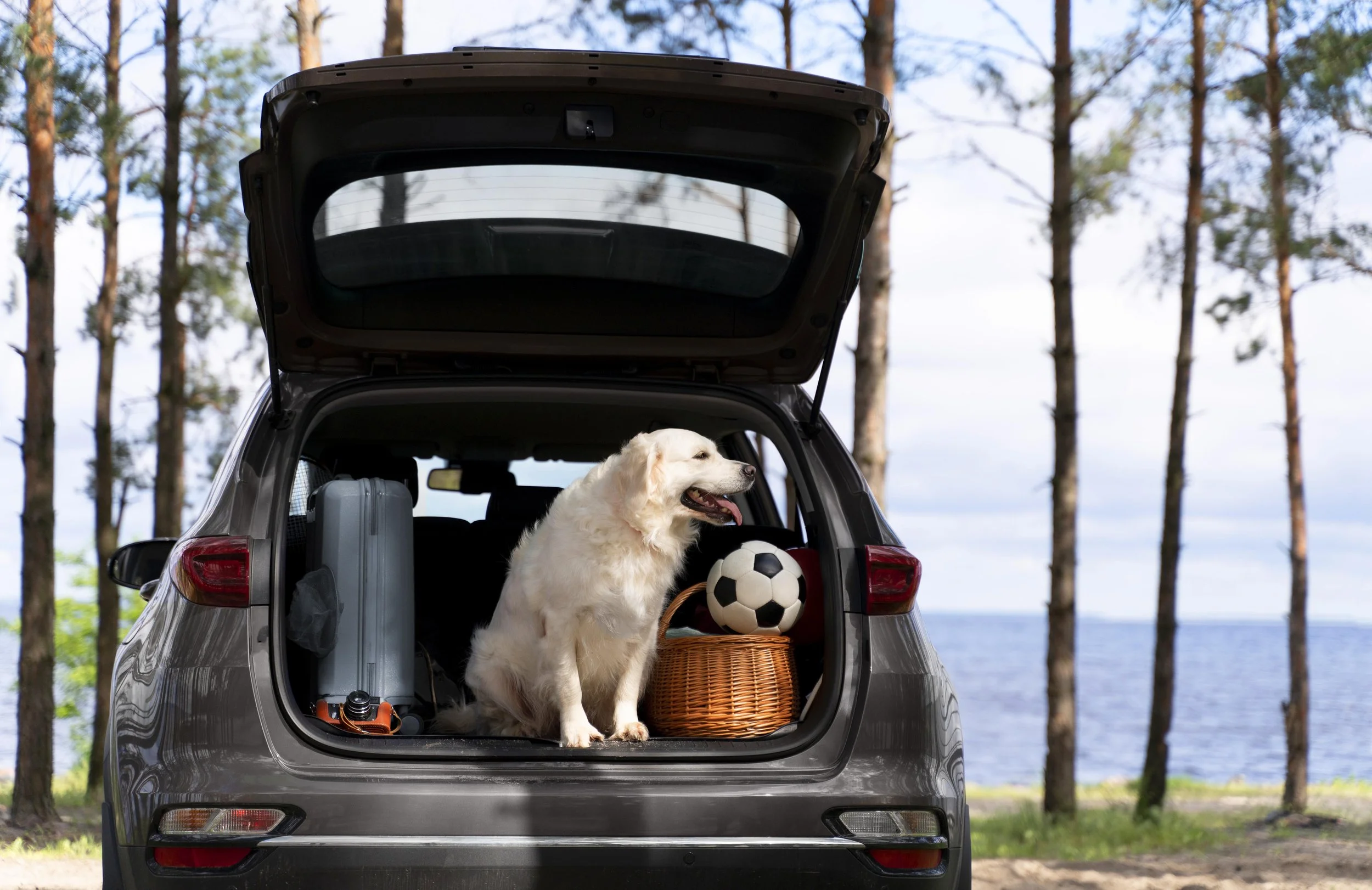 Ein weißer Hund sitzt im offenen Kofferraum eines Autos.