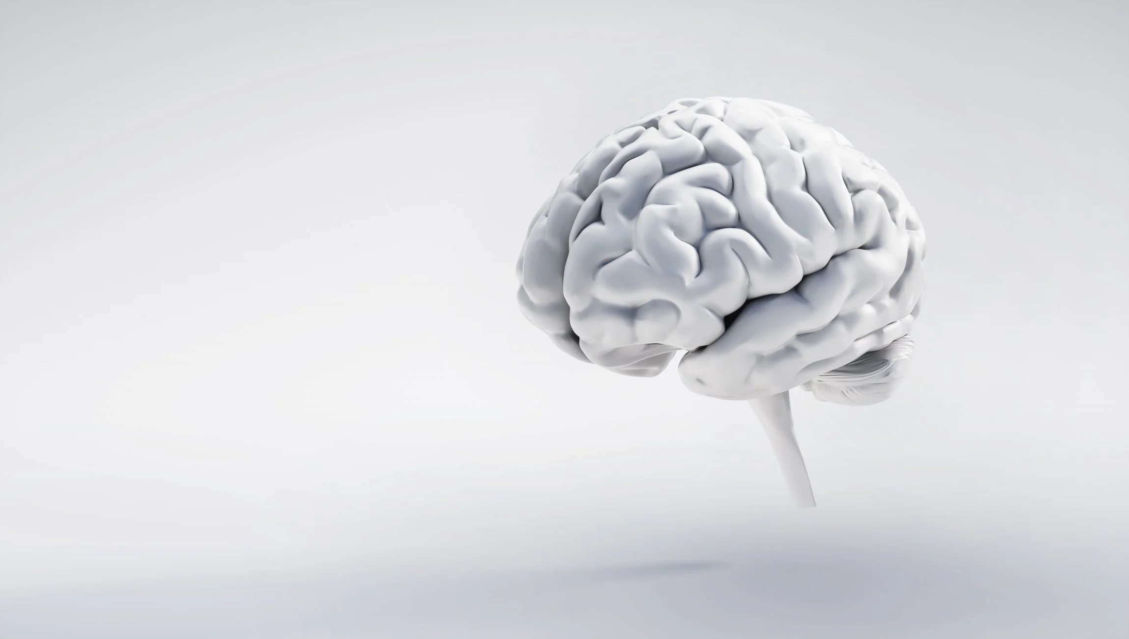 An image of a brain model
