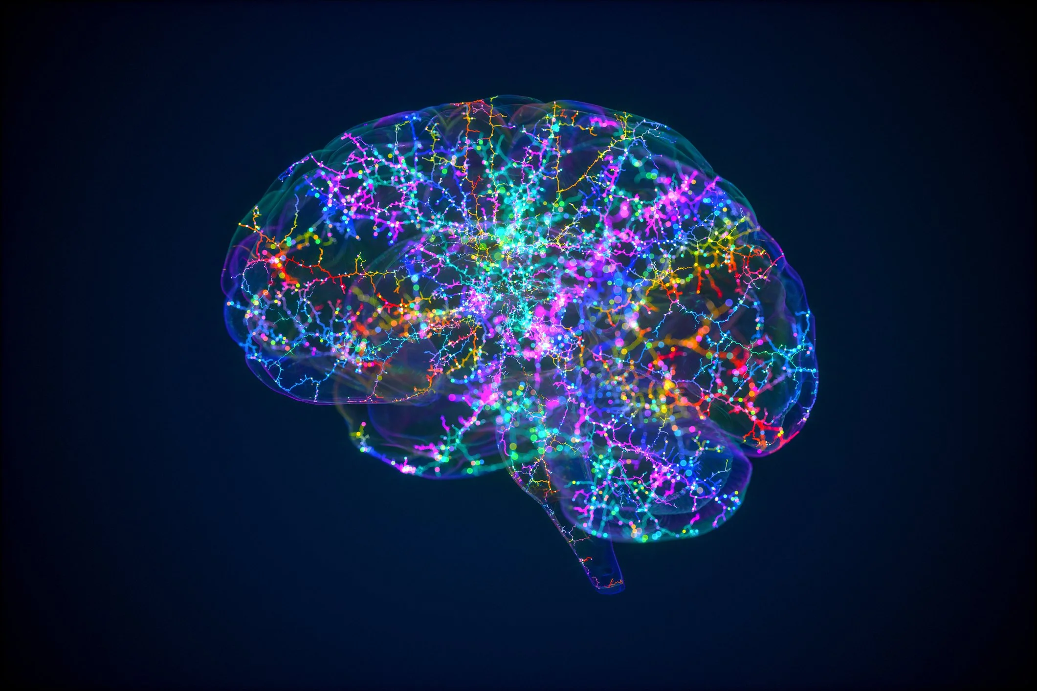 An image of the brain