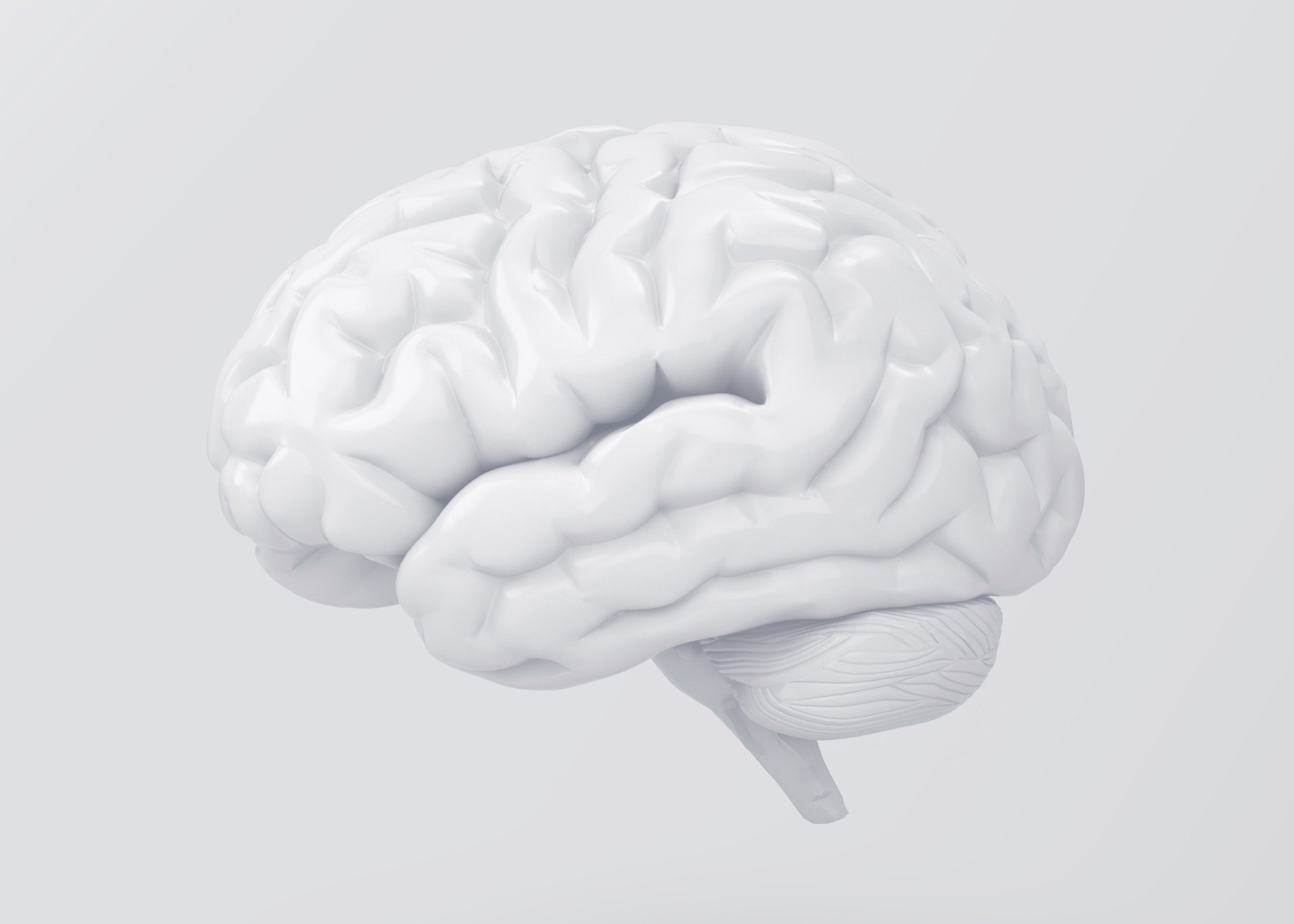 An image of a model brain