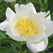 jan van leeuwen peony.jpg