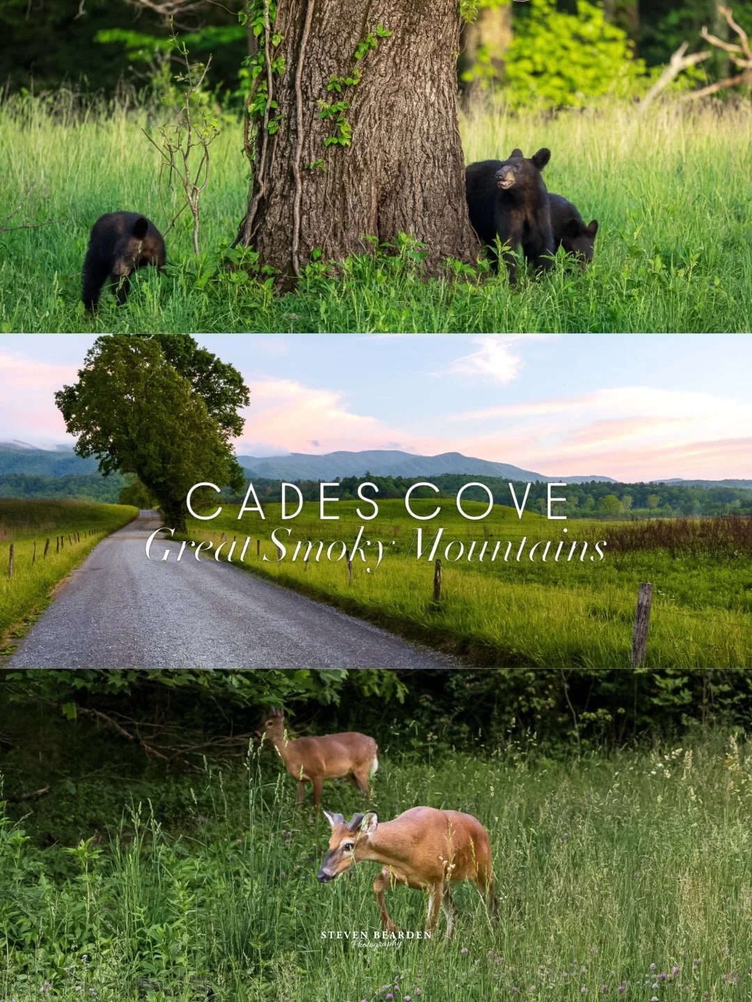 Cades Cove in the Great Smoky Mountains 

sooo&hellip; I really like bears. The last several weeks I go during car free Wednesday and something about the less traffic, being fully outside, going my own pace.. and yeah playing with the bears. 

Going 