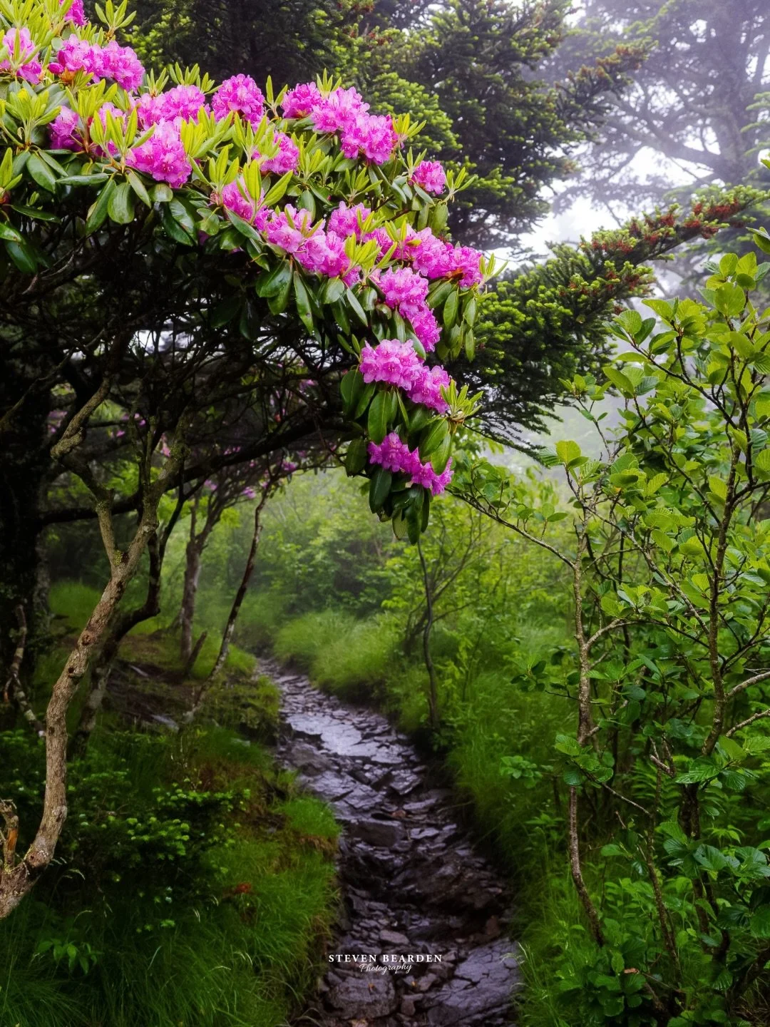 A weekend on Roan Mountain while the rhododendrons and azaleas all show off 

Photos taken 5/29/26