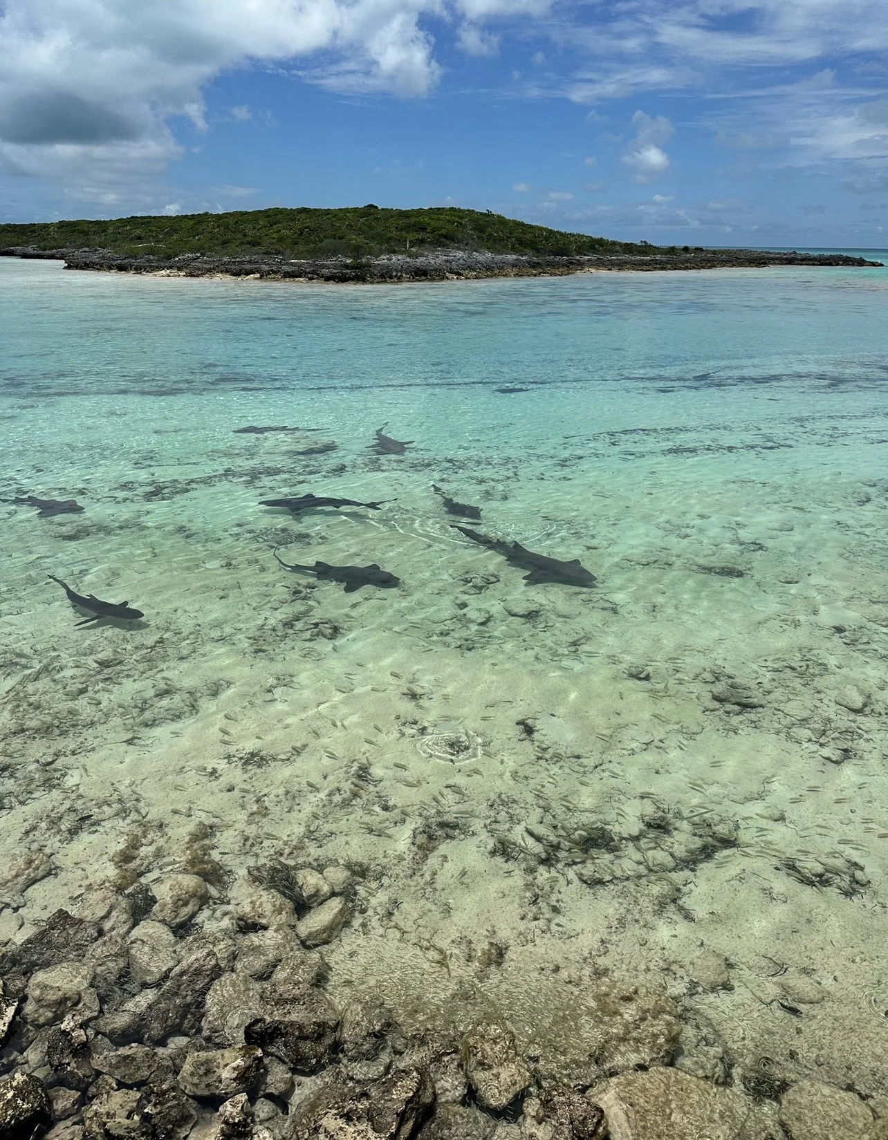 Nurse Sharks roaming around the crystal clear water