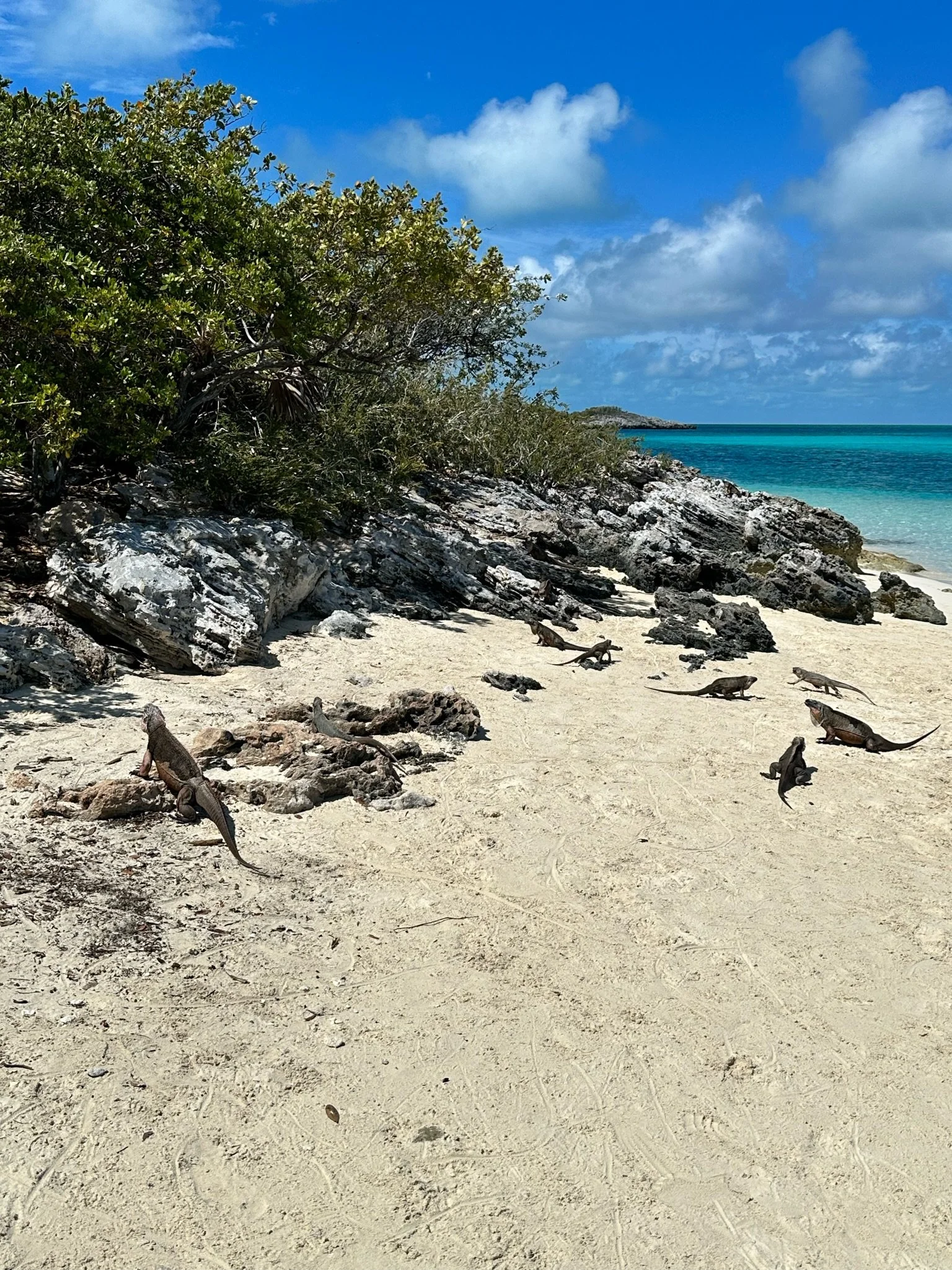 Iguana Island in the Exumas