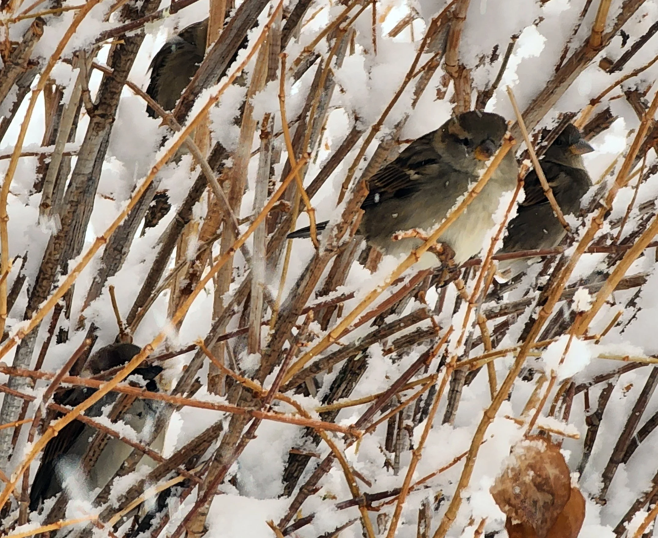 birds Design Review.jpg