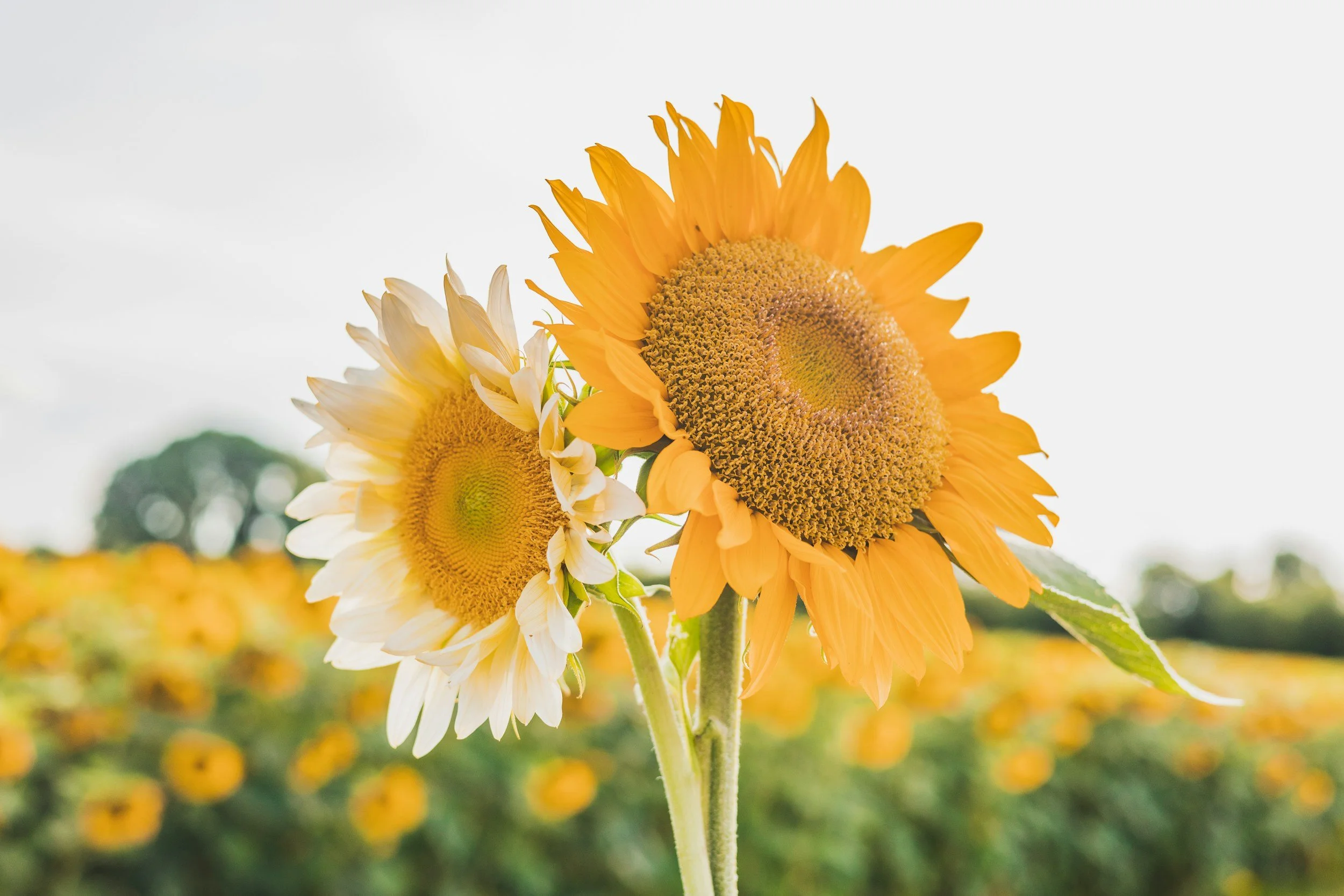 The Power of Love by Rebeca Simpson