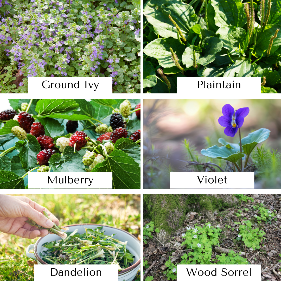 Go Eat Your Weeds: A Backyard Forager’s Guide