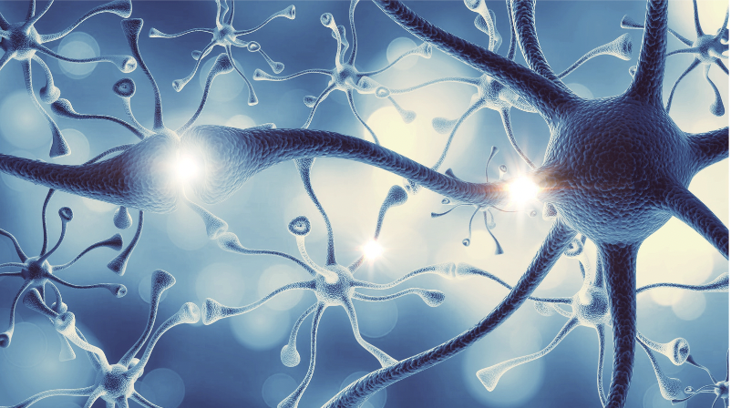 Sympathetic vs Parasympathetic: How their Relationship Affects your Health
