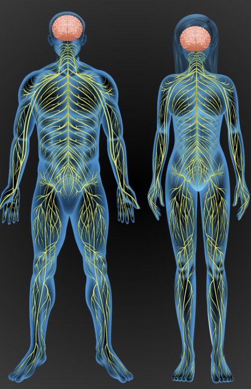 What is Network Spinal?