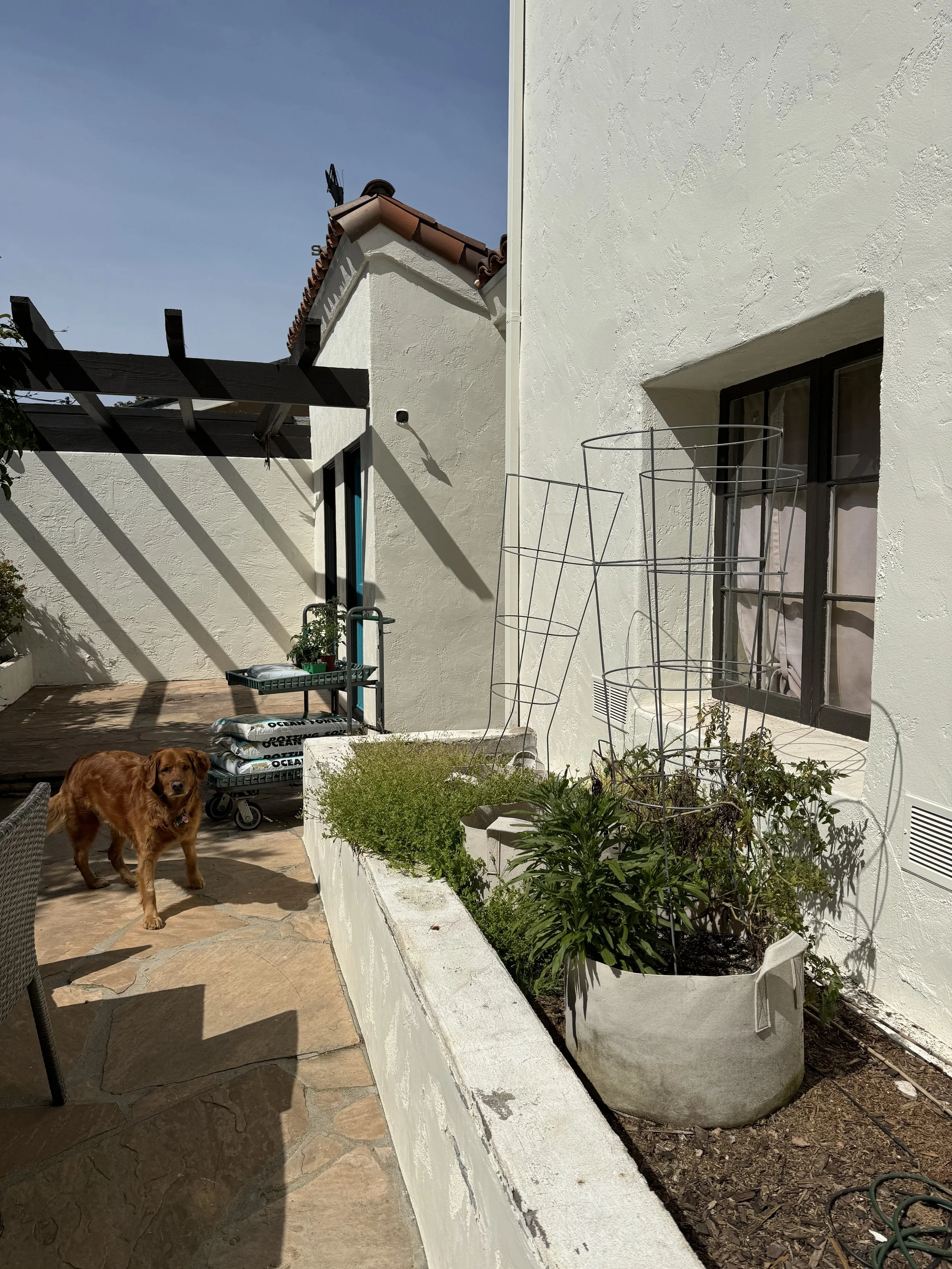 Gardening Hub Interlude: All Things Tomatoes