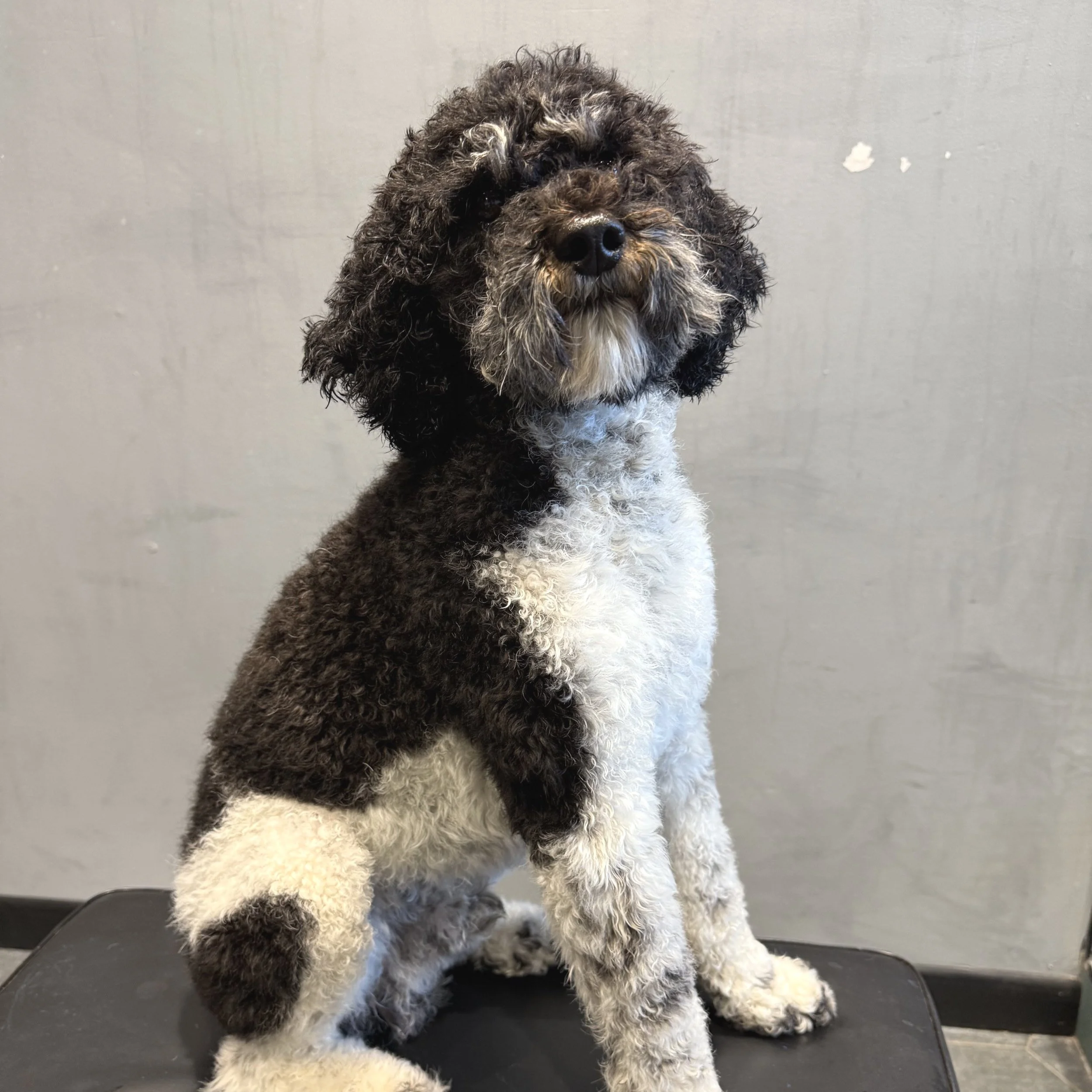 Burton the major rager small poodle