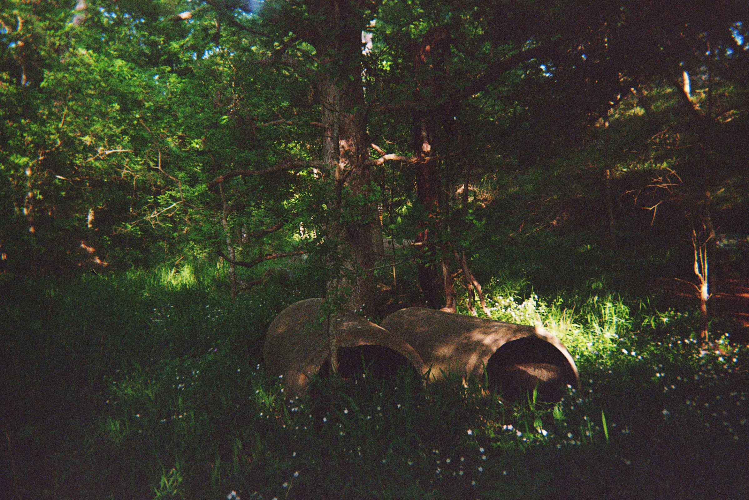 IMG_1194.jpeg