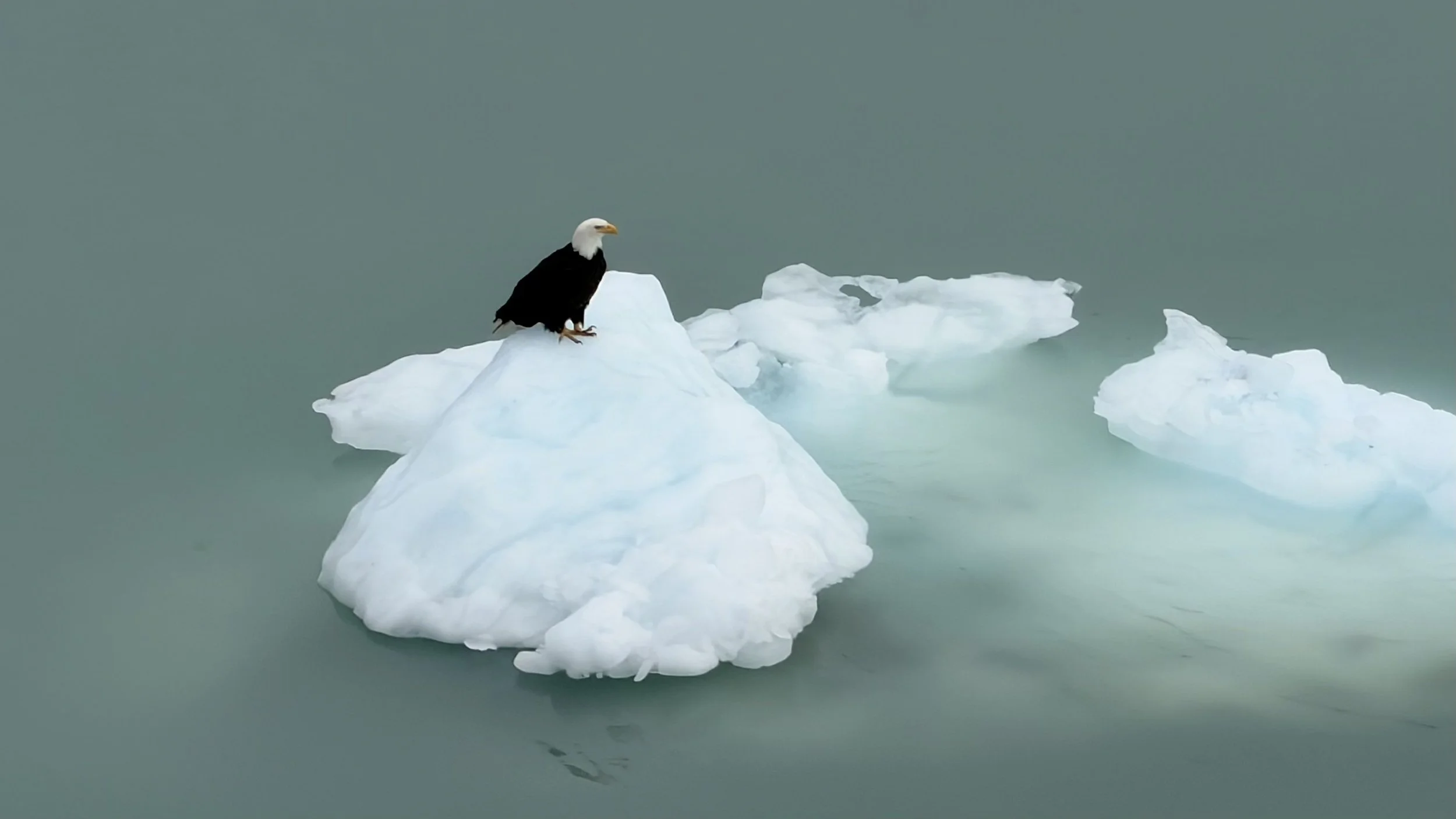 bits of glacier in the ocean with a bald eagle sitting on top