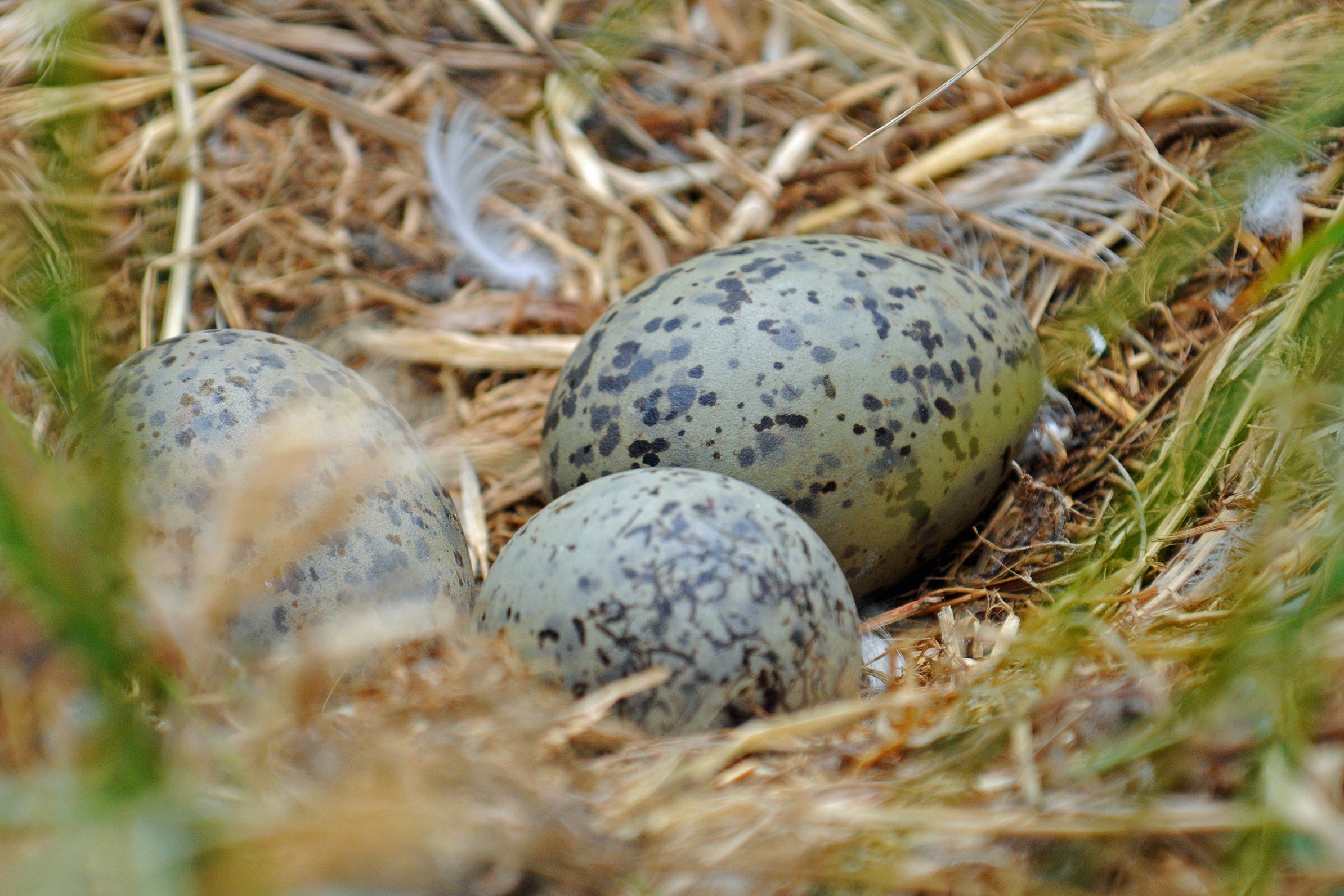 bird nest with three green eggs with black speckles