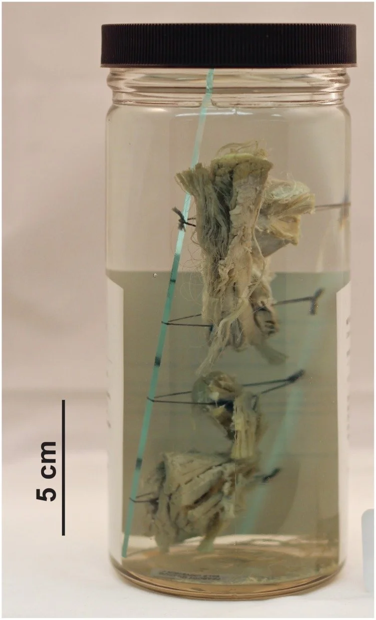 jar with tissue suspended in liquid