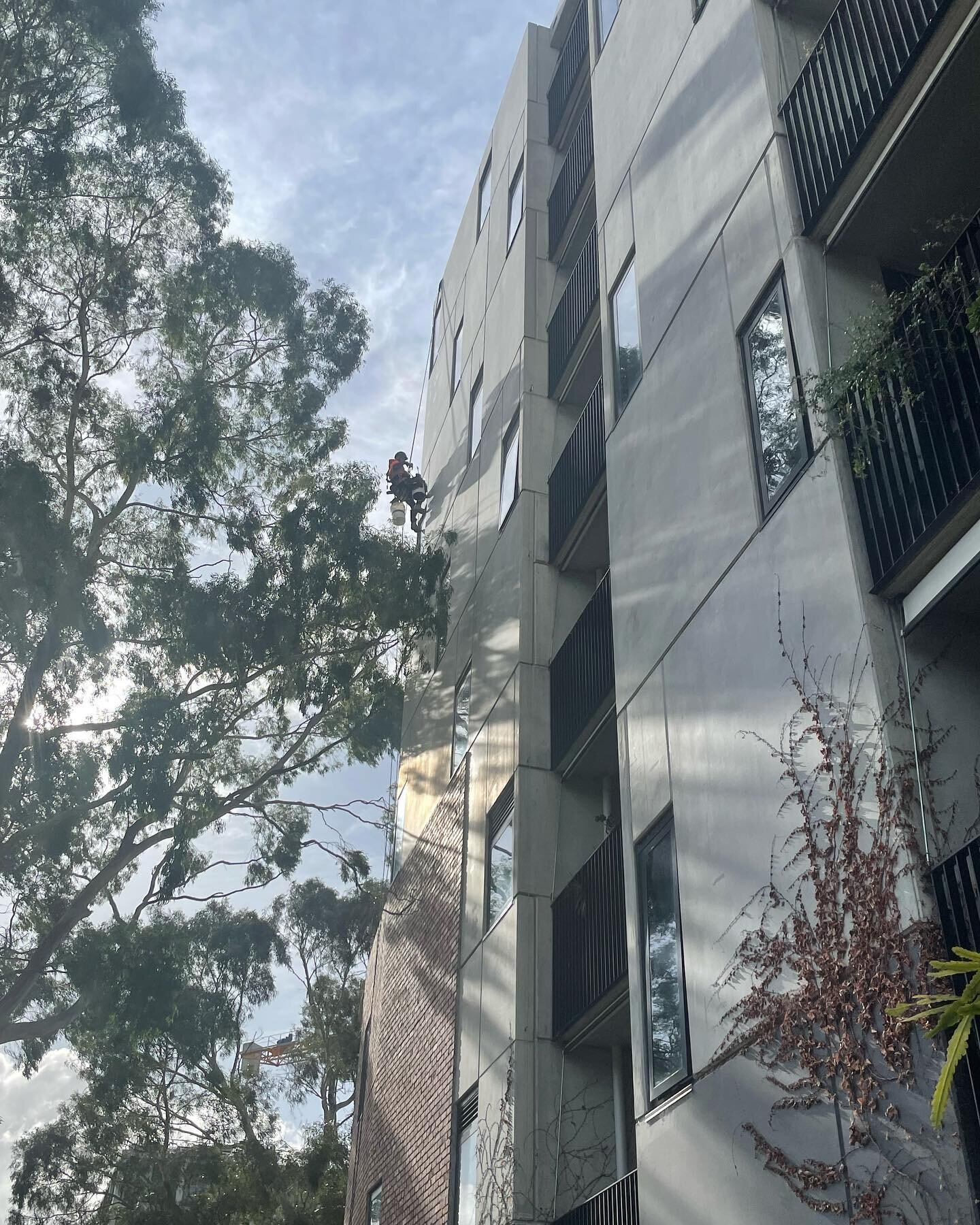 Our man Oscar getting amongst some Urban gum trees. 🐨 

#ropeaccess #construction #melbourne #abseil #heightsafety #workingatheights #irata #ropeaccesstechnician #facademaintenance #anchortesting #claddinginstall #safety #caulking #concreterepairs 
