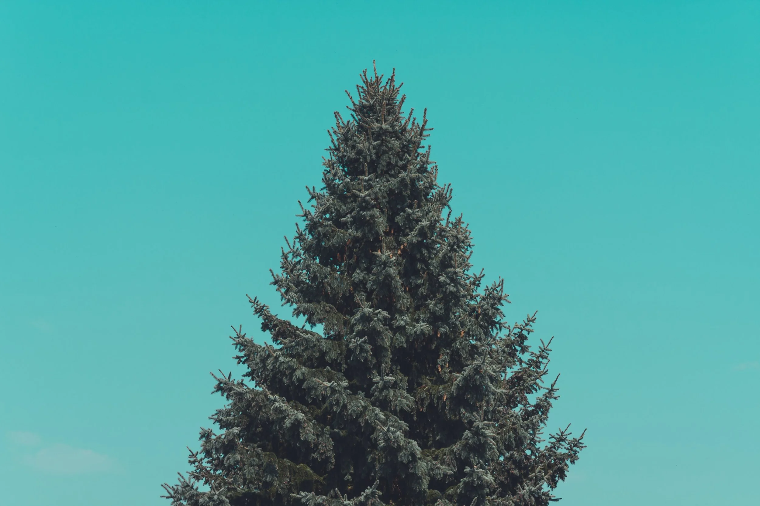 manuel-will-PHWf-l5cVXQ-unsplash.jpg