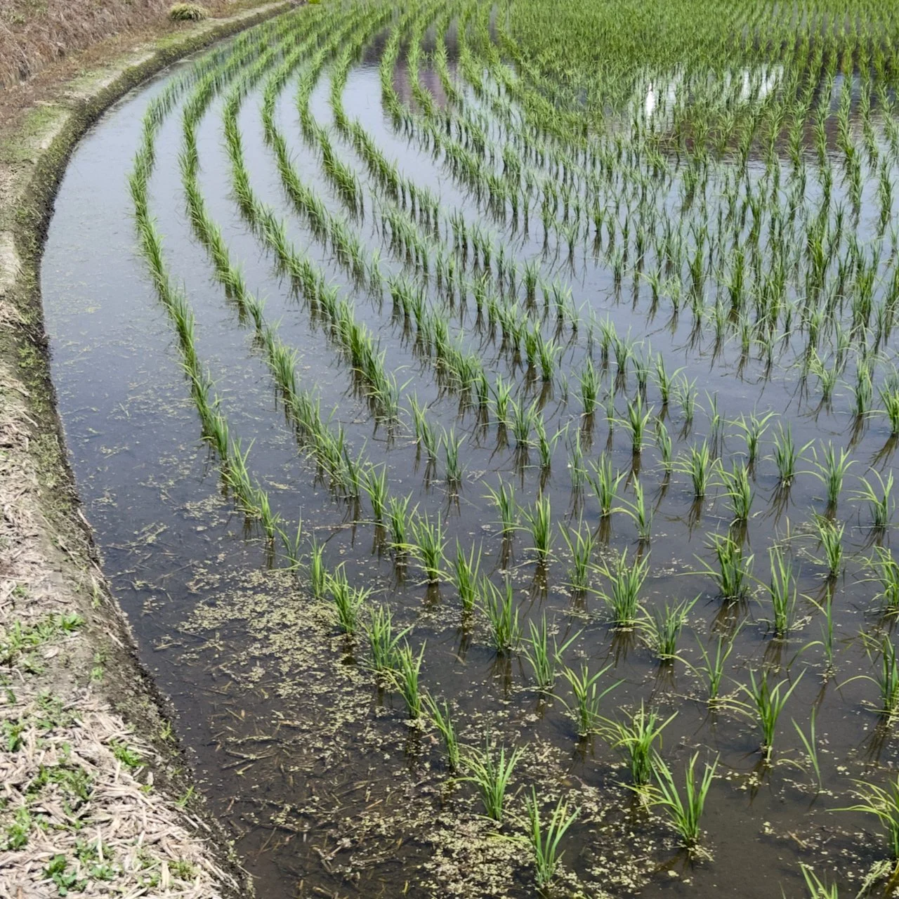 2026-05-19_11-07-14 SP Rice paddy.jpeg